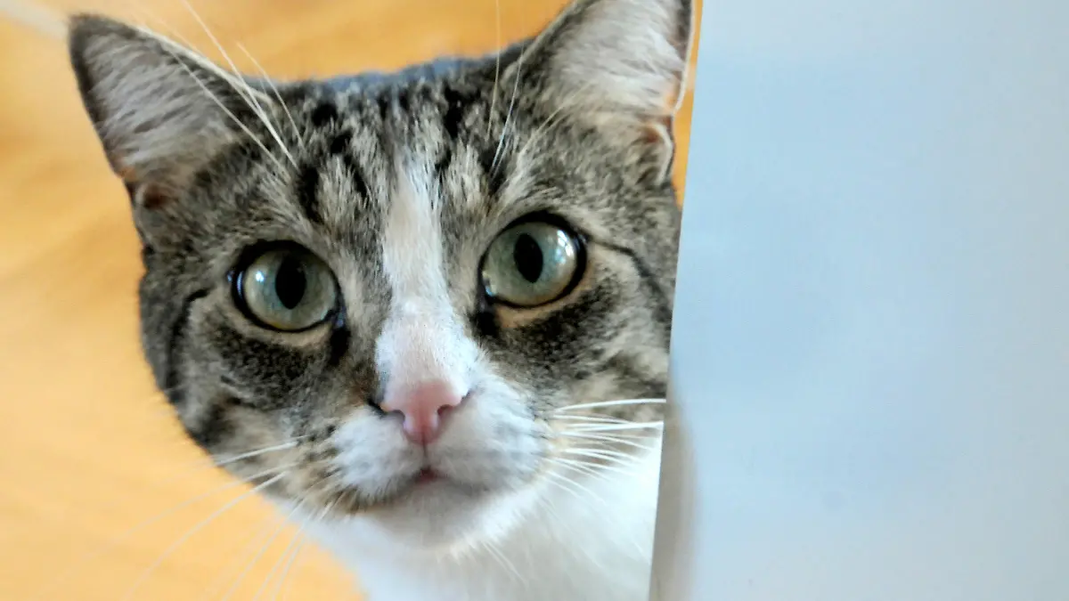 Neugierig schaut eine Katze am Freitag (05.08.2011) in Düsseldorf durch eine Tür. Katzen sind das häufigste Haustier der Deutschen. Damit sind die Samtpfoten für die Industrie ein wichtiger Umsatzbringer. Foto: Horst Ossinger dpa (zu lnw-Korr «Lieb und teuer: Katzen sind Umsatzbringer» vom 06.08.2011) +++(c) dpa - Bildfunk+++