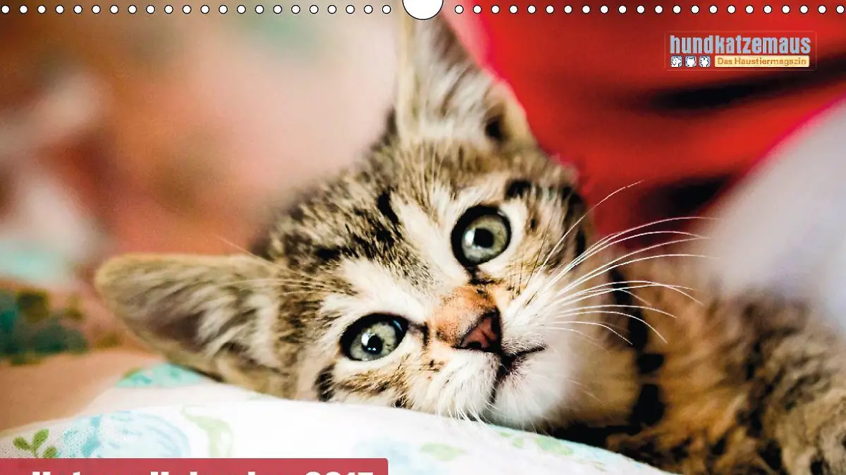 Katzen Kalender 2015 Titel