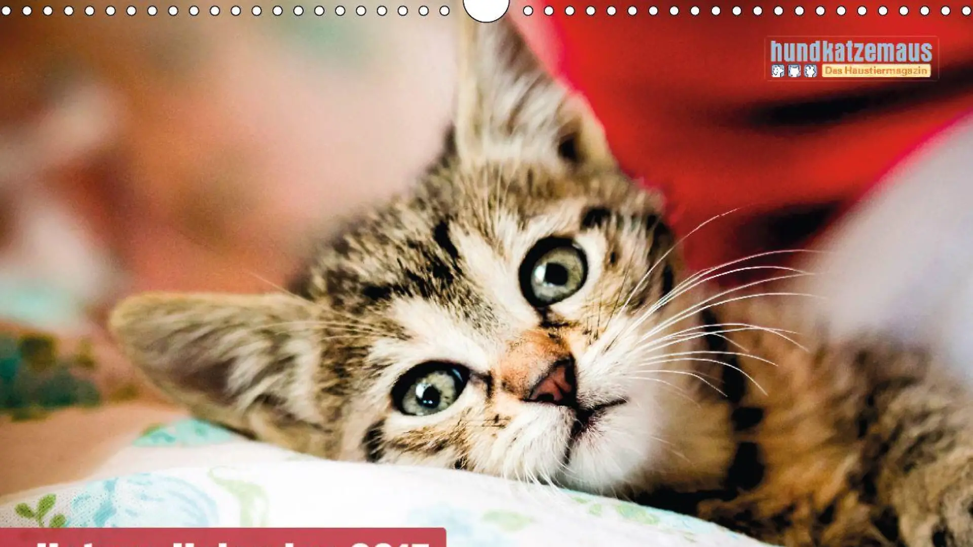 Katzen Kalender 2015 Titel