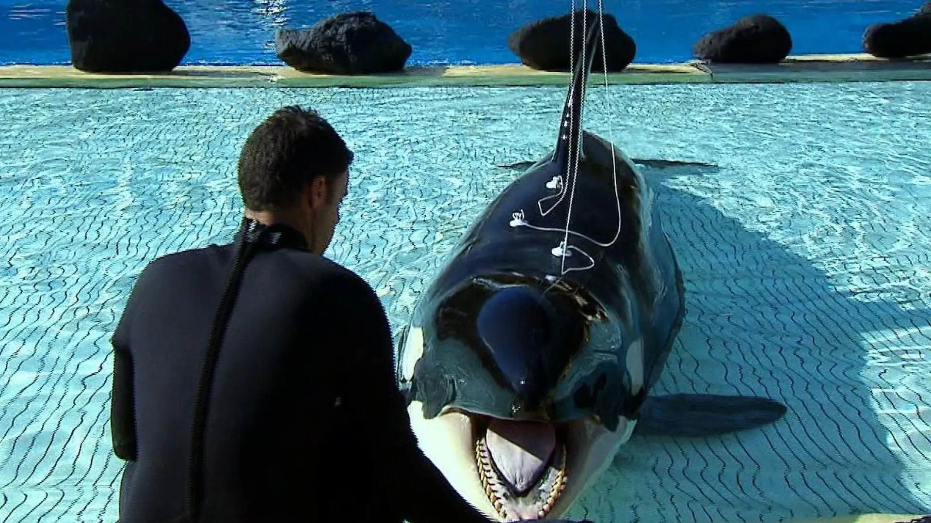 Tiergeschichten4 - VOX - Orca mit Hrproblemen