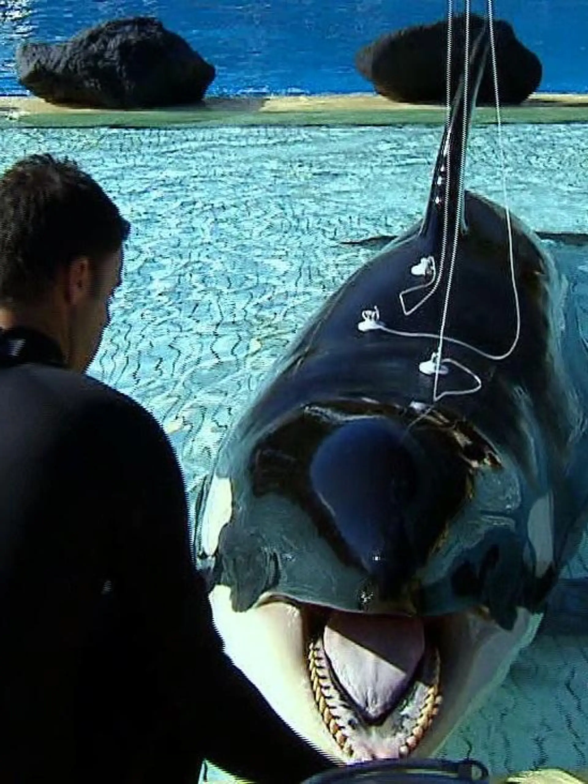 Tiergeschichten4 - VOX - Orca mit Hrproblemen