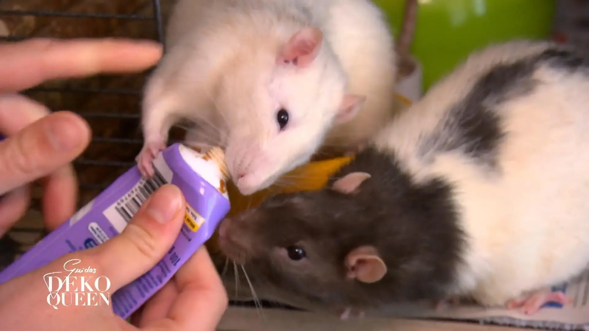 Die Ratten von „Guidos Deko Queen“- Kandidatin Nele. Das sind doch ganz possierliche Tiere ...