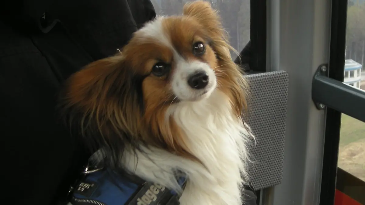 Tiere in Not - 2 Papillon Dino