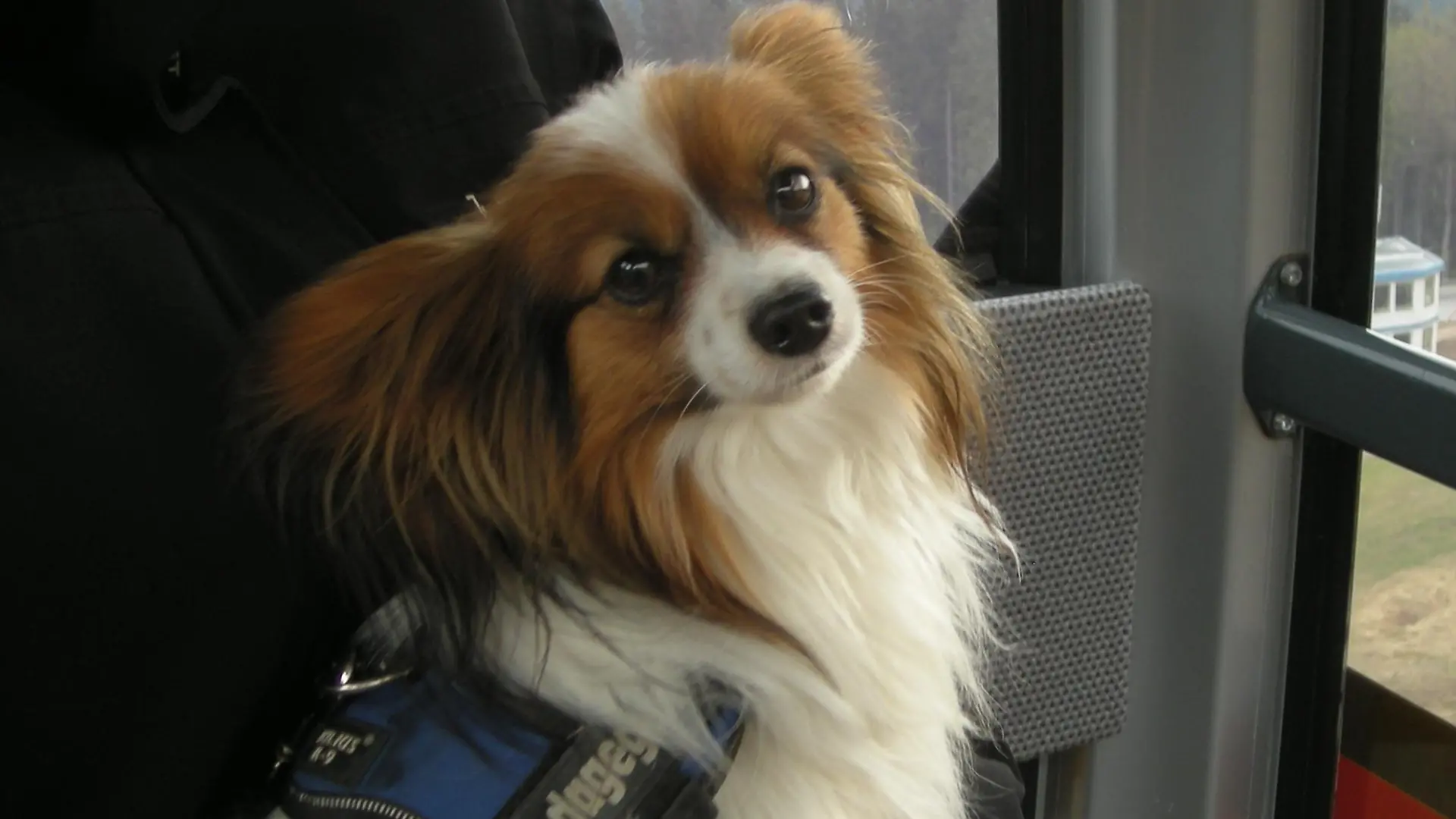 Tiere in Not - 2 Papillon Dino