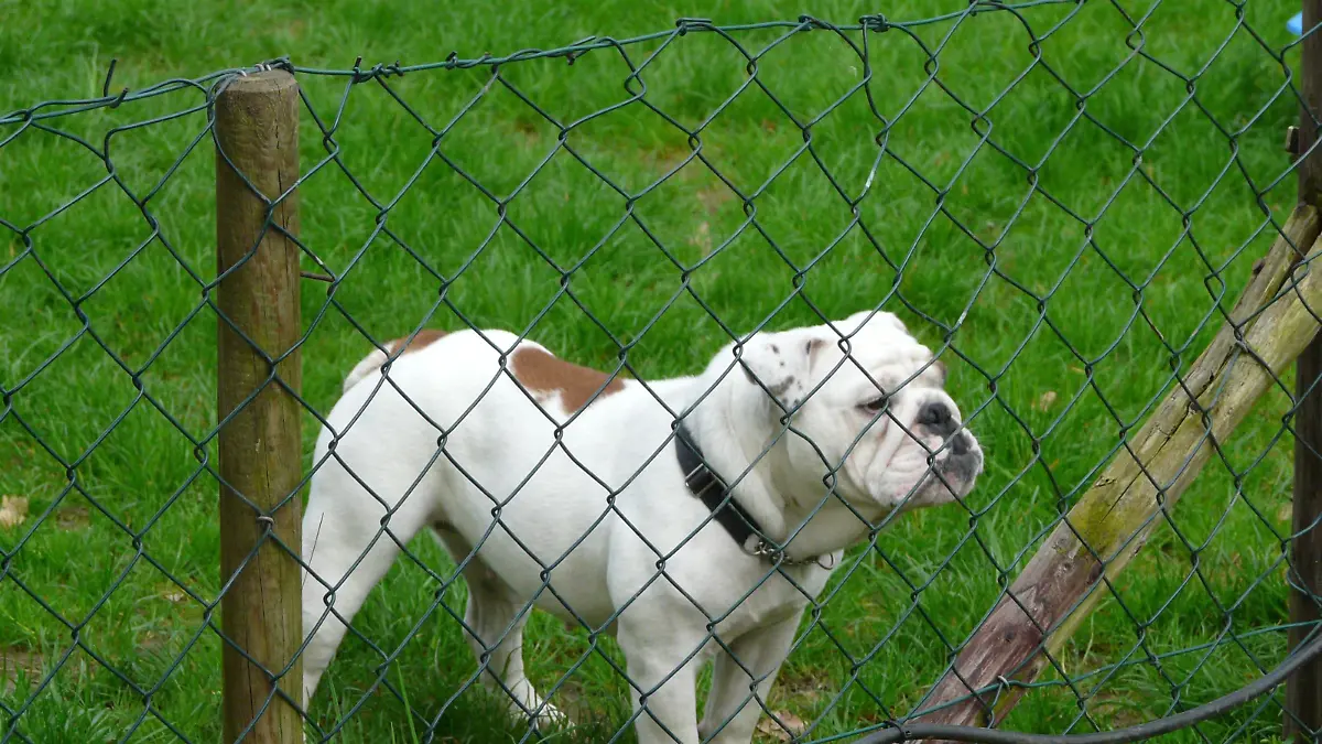 Vor circa 1 1/2 Jahren, im Alter von acht Wochen, kam Bulldogge-Hündin Booh zu einem jungen Pärchen. Jedoch hat sich das Pärchen kurz danach getrennt. Booh hatte damals zu dem Lebensgefährten eine gute Beziehung gehabt. Seither hat sie einen stark ausgeprägten Beschützerinstinkt und verschreckt die ganze Nachbarschaft.