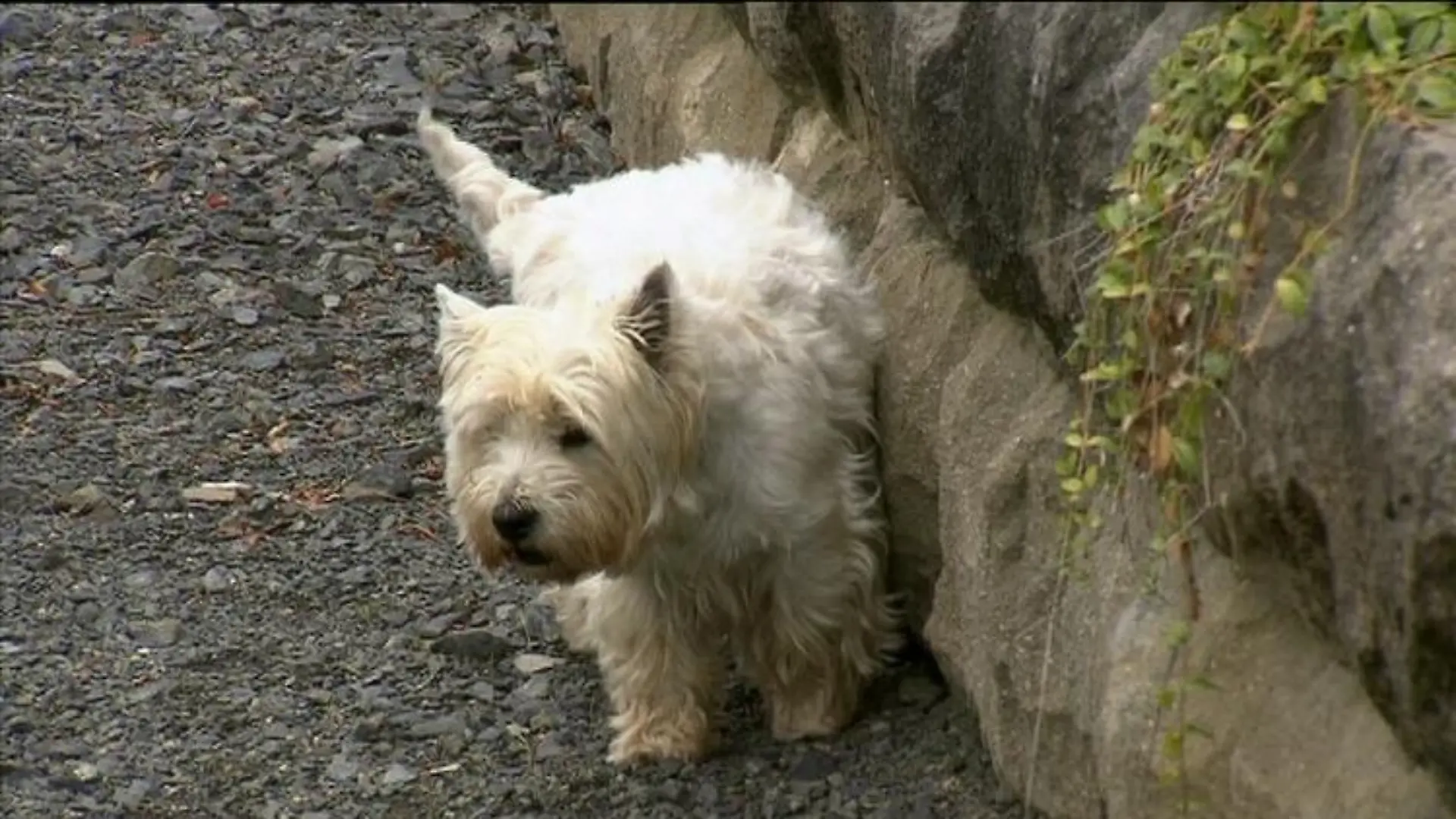 hundeprofi1 kenzo