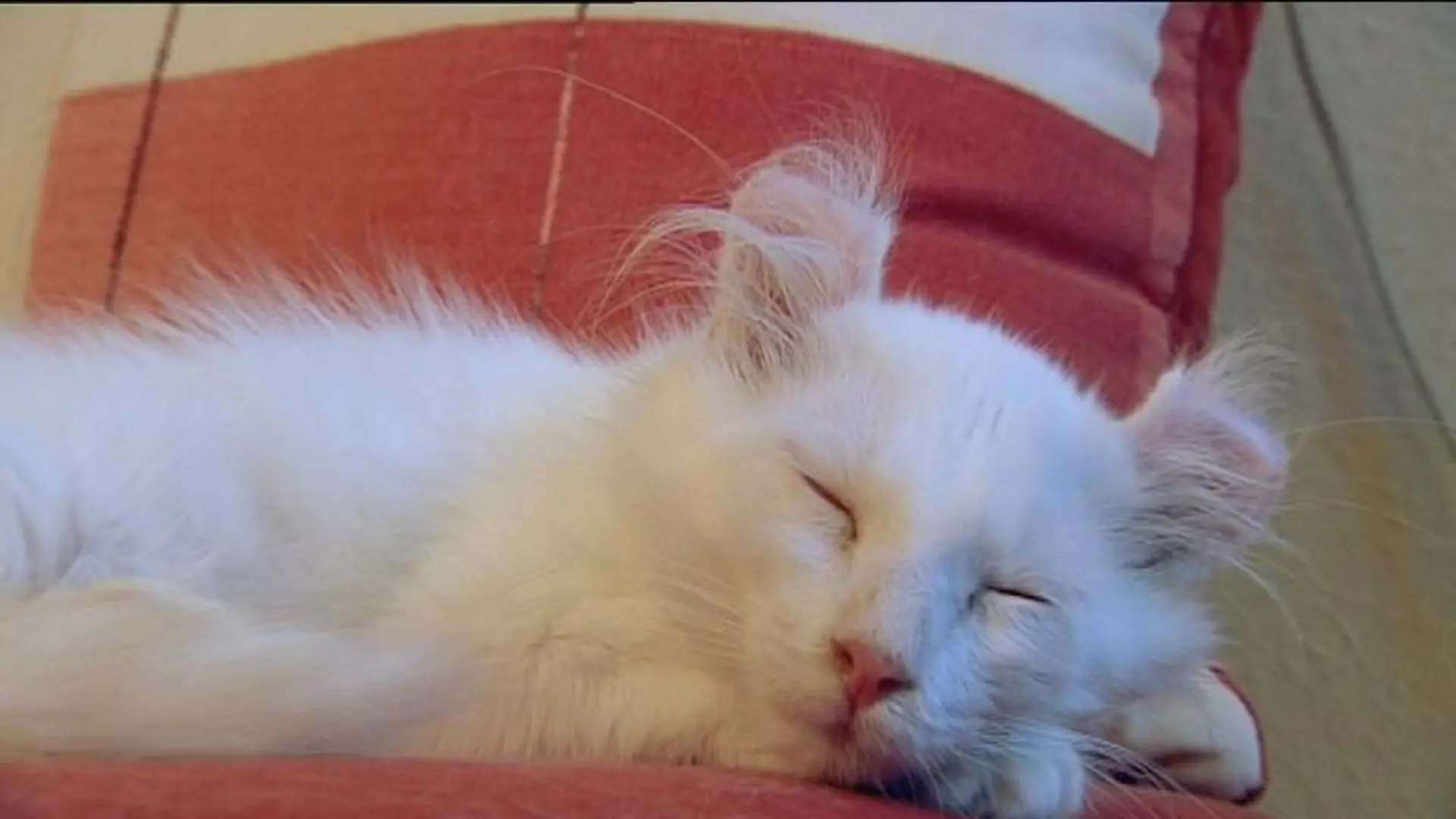 tiergeschichten2 americancurl