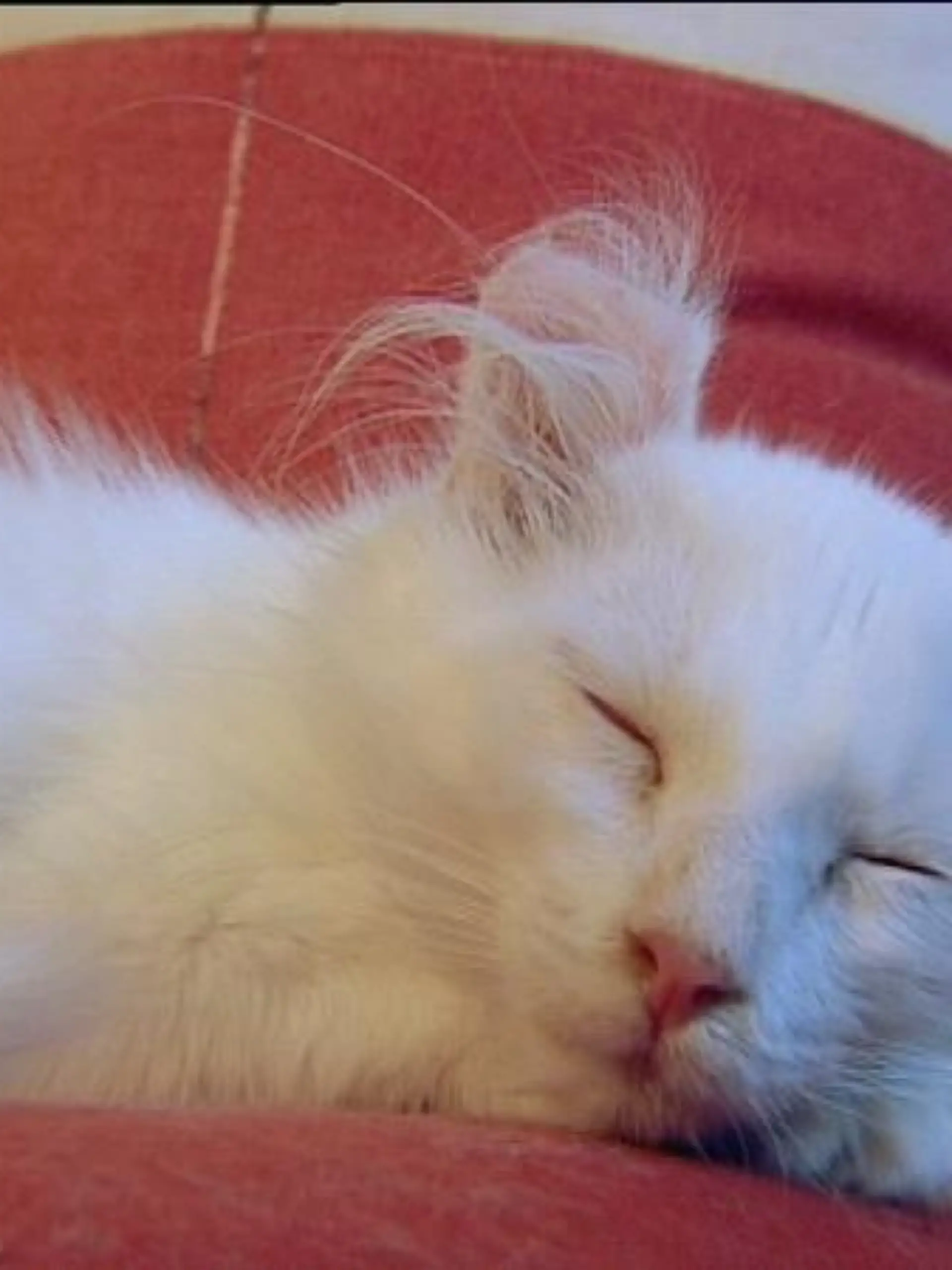 tiergeschichten2 americancurl