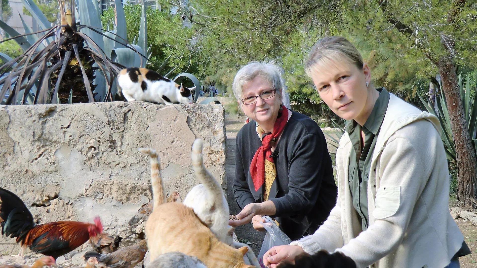 Tierschützerin Susanne Hoppe (l.) betreut an der Touristenhochburg S"Arenal eine Gruppe herrenloser Katzen. Ihre Freundin Claudia Wilke unterstützt sie bei der Fütterung.