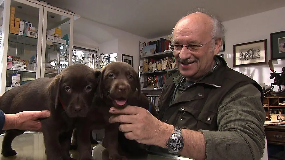 Sprechstunde - Labradorhndin Collin Wurfkontrolle (1)