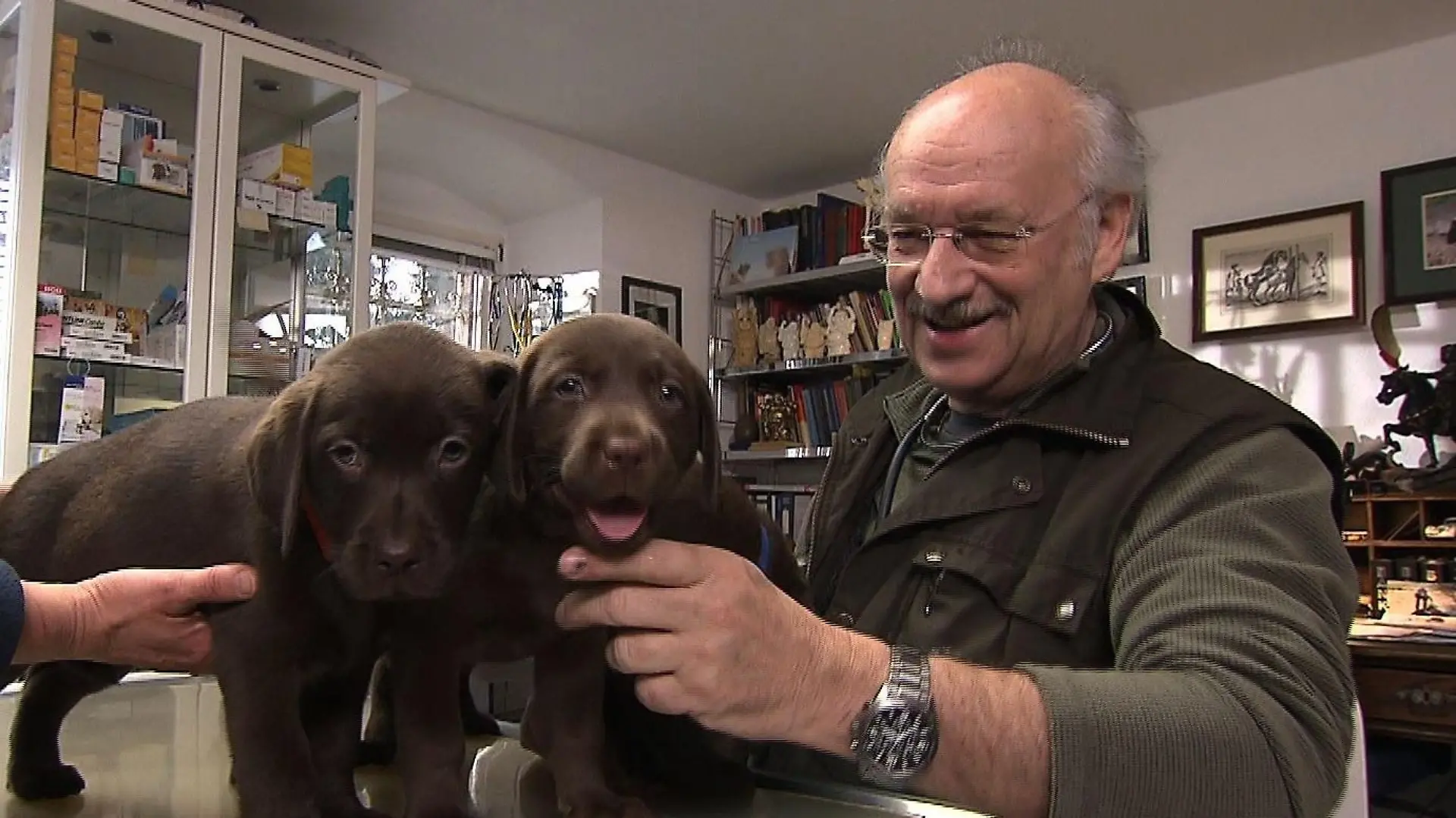 Sprechstunde - Labradorhndin Collin Wurfkontrolle (1)