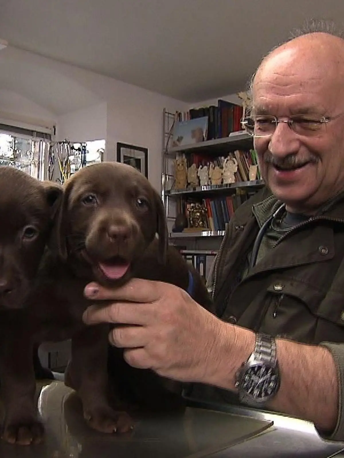 Sprechstunde - Labradorhndin Collin Wurfkontrolle (1)