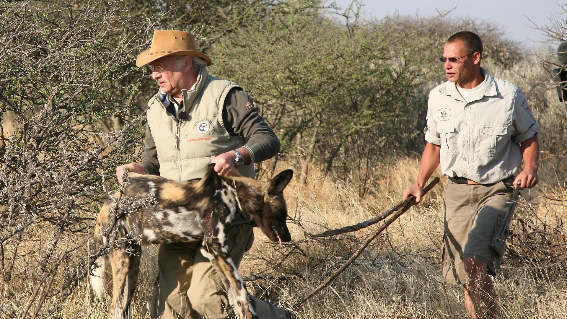 Sprechstunde - Dr. Wolf in Namibia bei Wildhunden