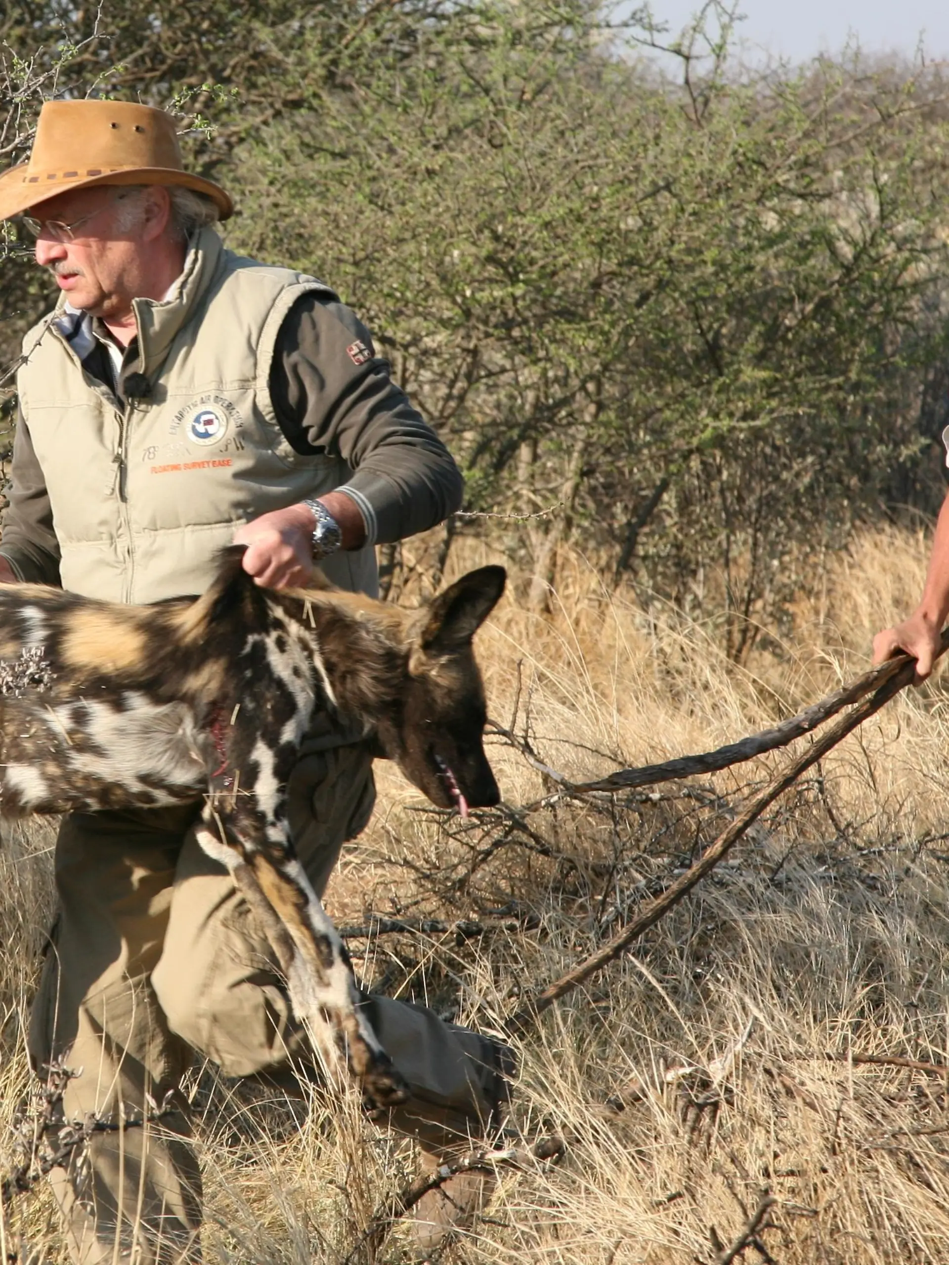 Sprechstunde - Dr. Wolf in Namibia bei Wildhunden