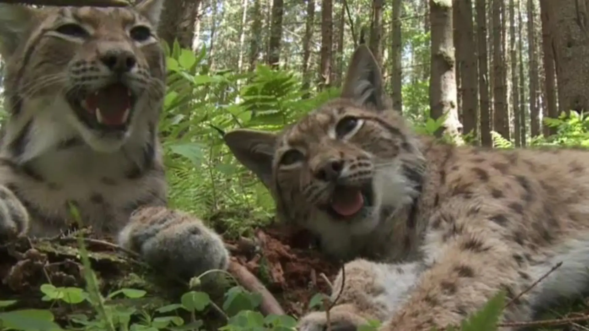 Vorschau1 - VOX - Reinschmidt trifft Luchs in der Slowakei