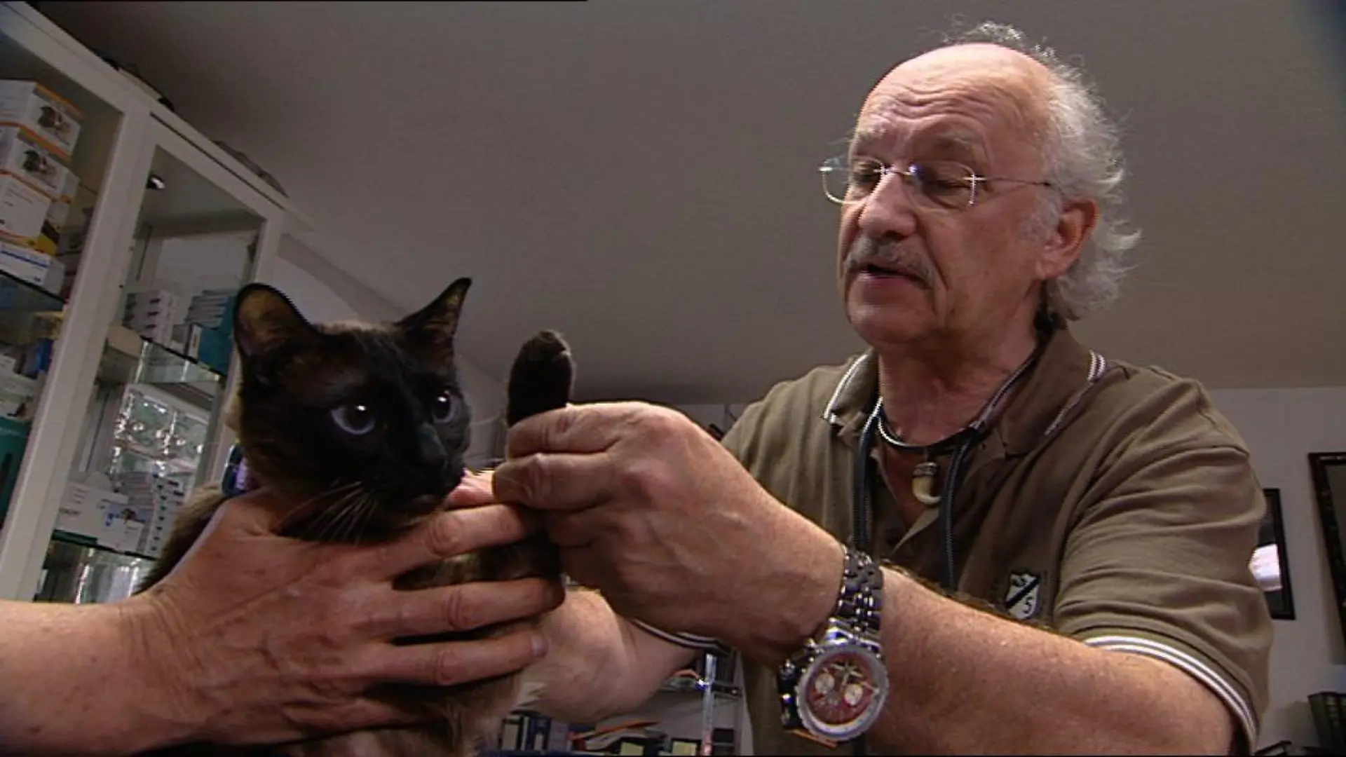 Sprechstunde1 - Katze mit Pfotenvertzung