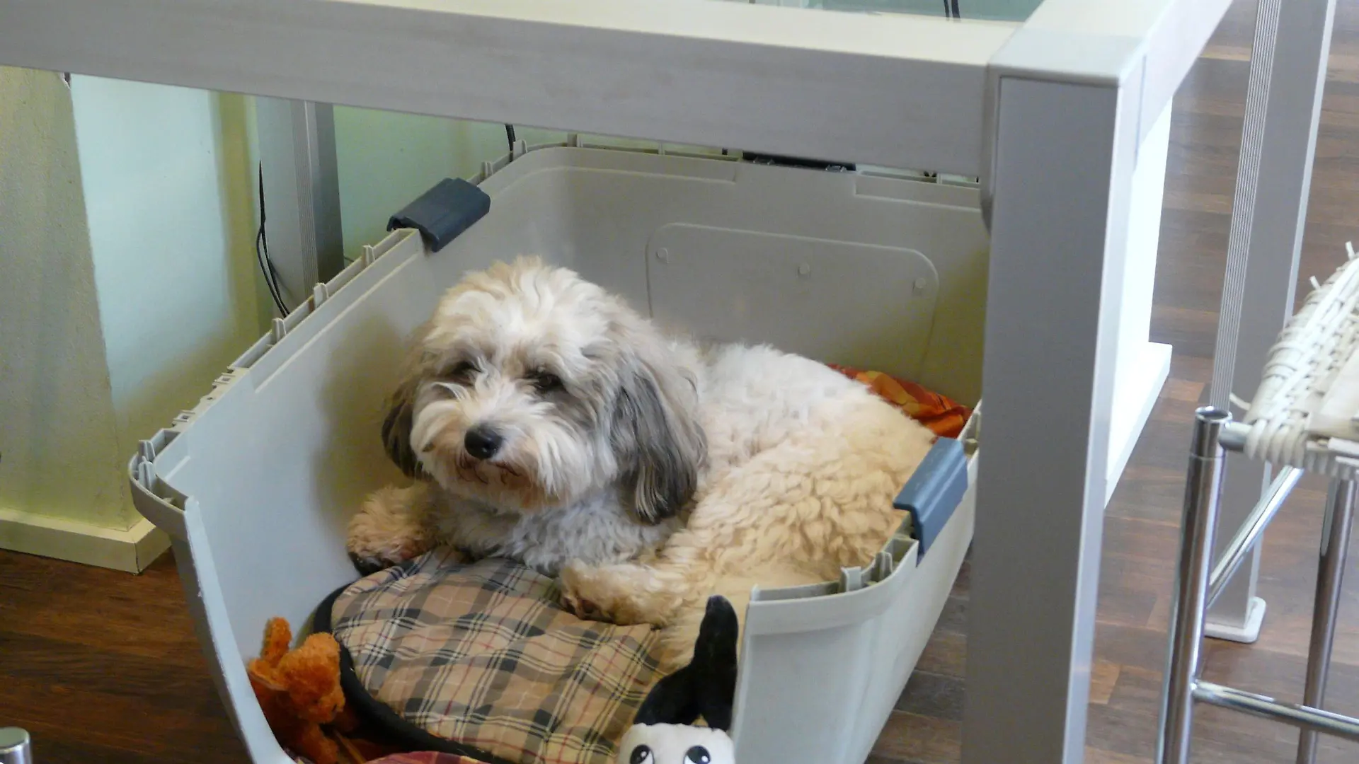 Coton de Tulear Rüde Timo reagiert gegenüber Männern besonders aggressiv. Somit kann die Familie ihn nirgendwo hin mitnehmen. Wenn er alleine zuhause bleiben muss, steht er die ganze Zeit an der Tür und bellt, was wiederum unangenehm für die Nachbarn ist.