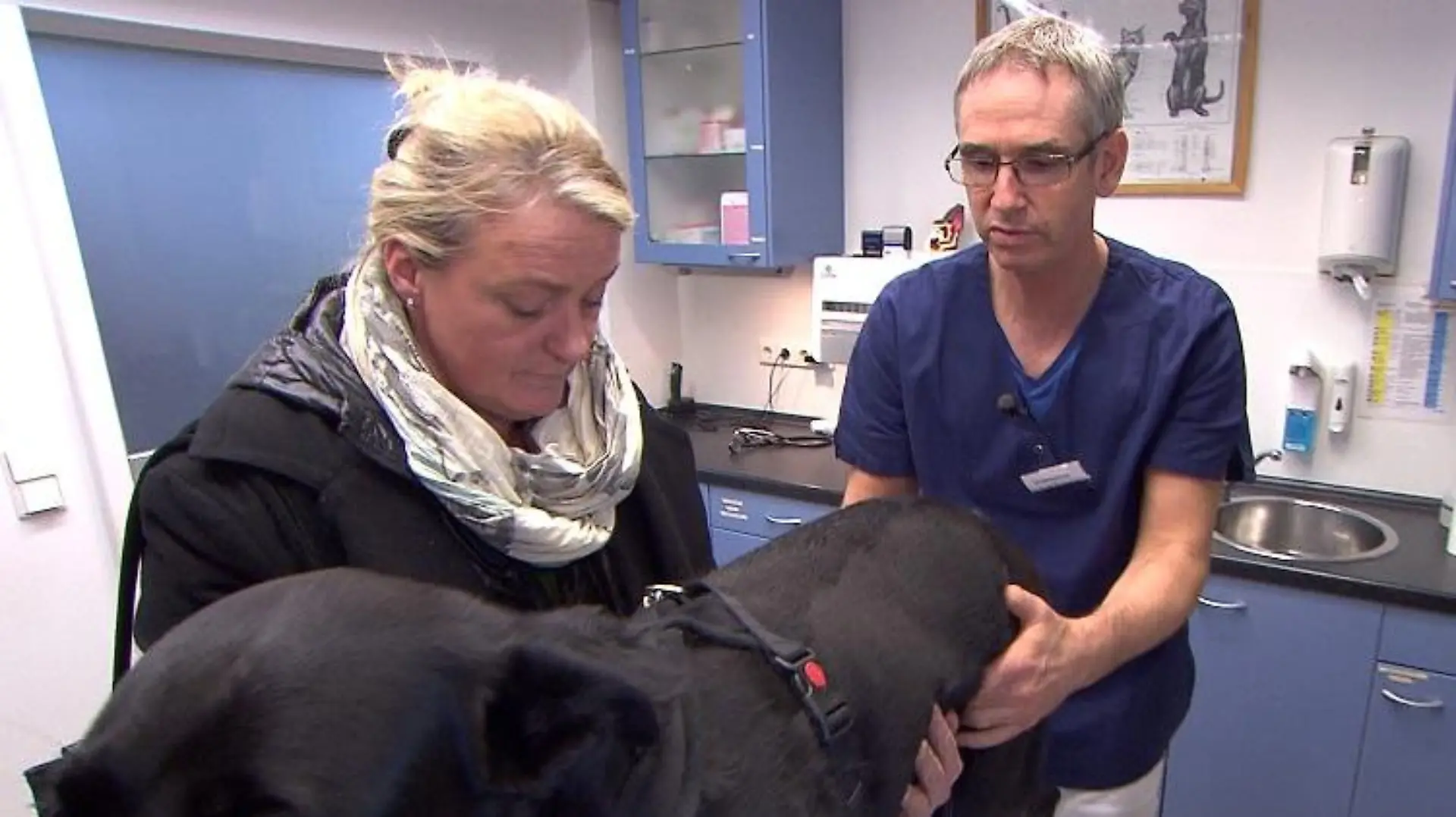 Tiergeschichten3- VOX-DOCMA TV - Labradorhndin Sunny hat starke Schmerzen im Knie