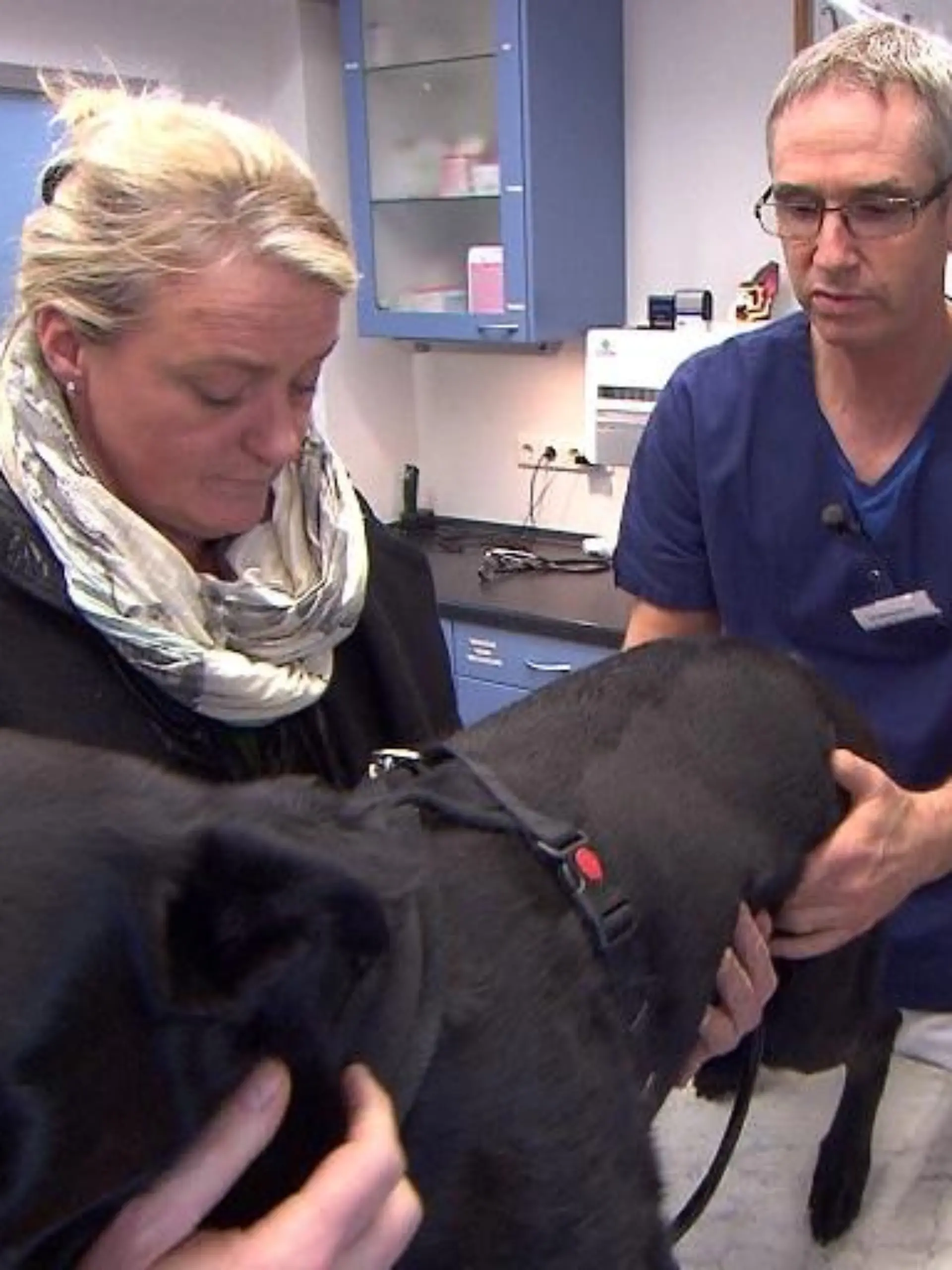 Tiergeschichten3- VOX-DOCMA TV - Labradorhndin Sunny hat starke Schmerzen im Knie
