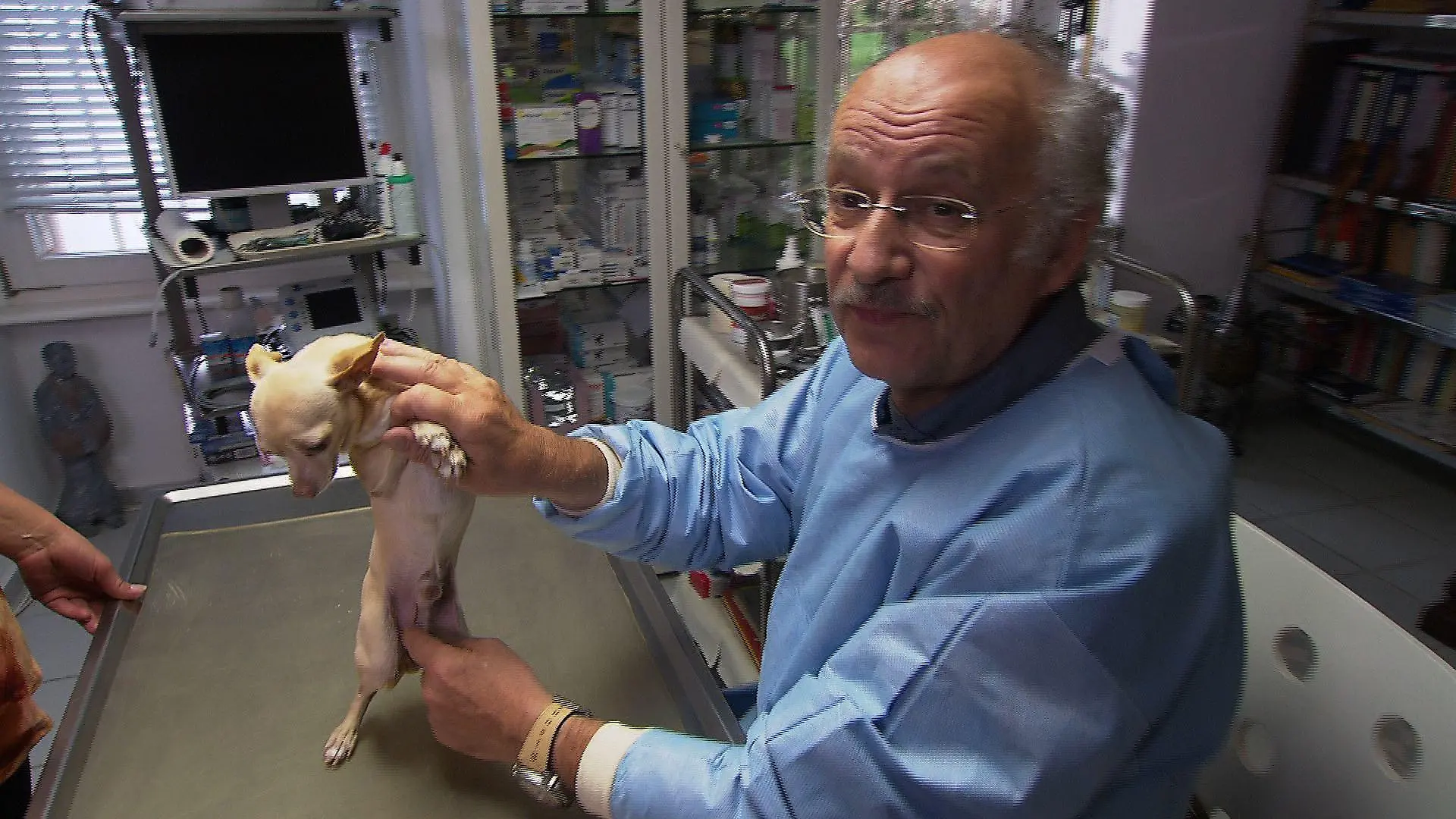 Sprechstunde - Dr. Wolf und Hund mit Leistenhoden