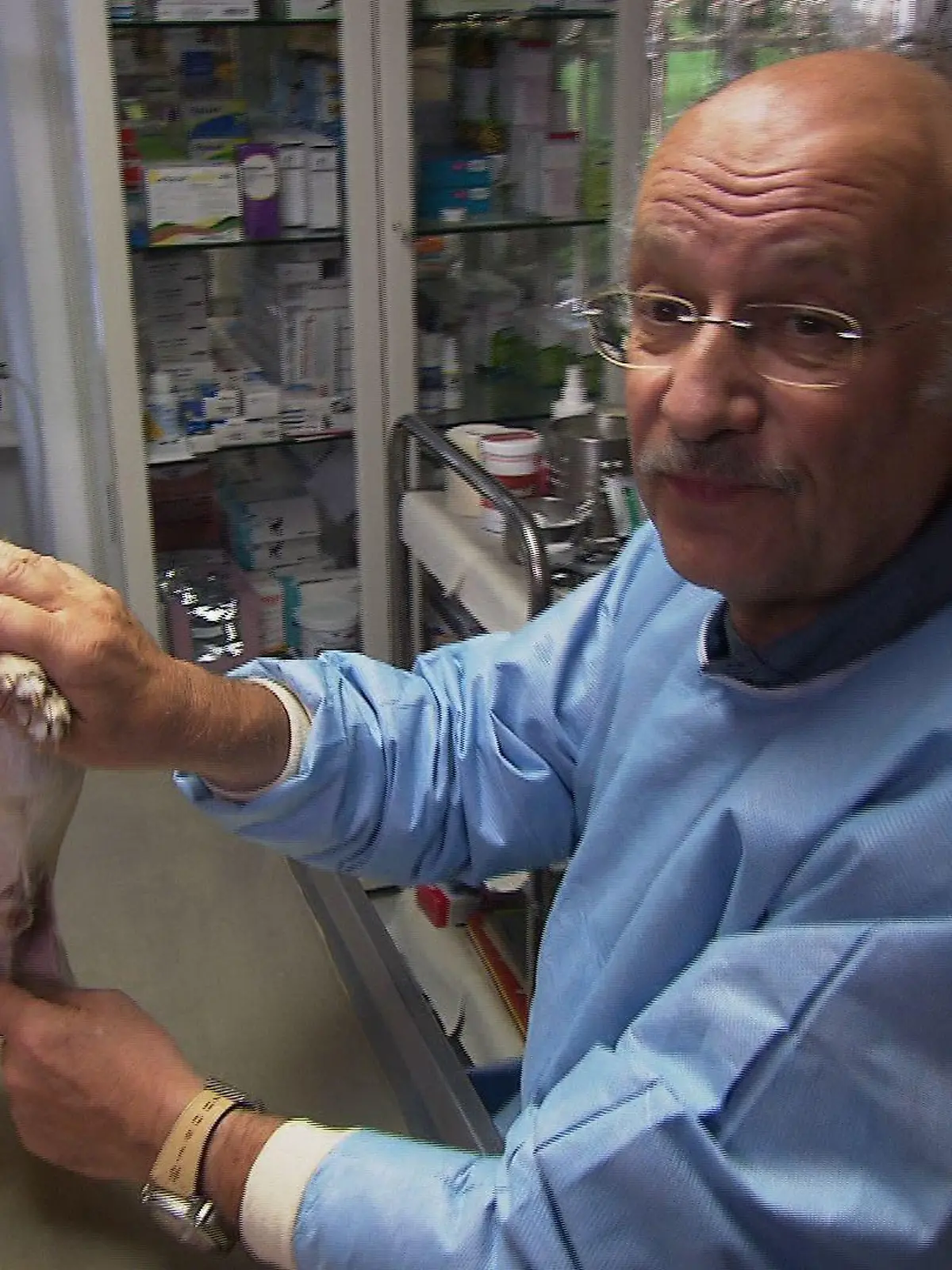 Sprechstunde - Dr. Wolf und Hund mit Leistenhoden