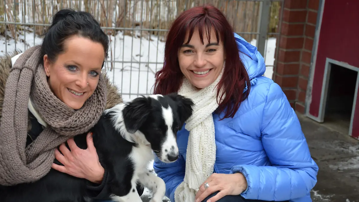 Tiergeschichten1 - Welcher Hund passt