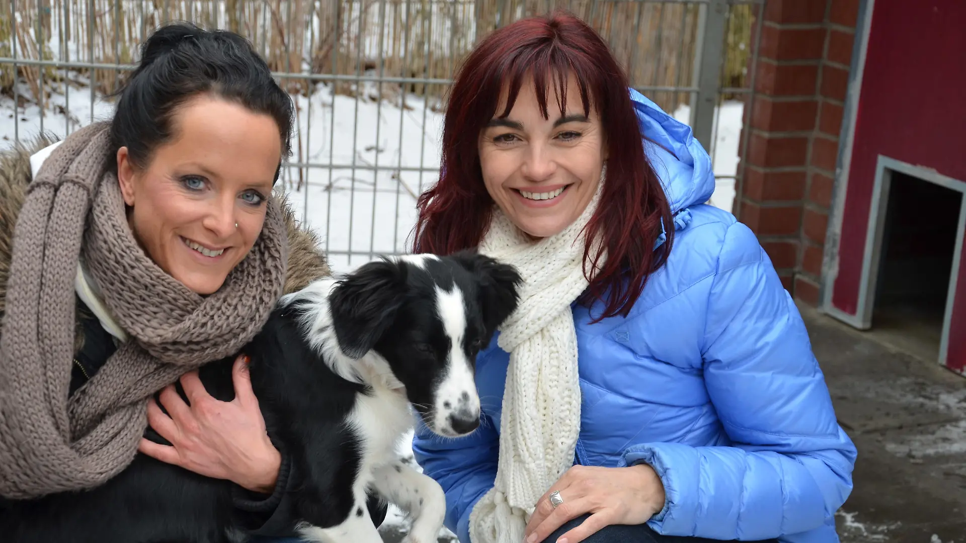 Tiergeschichten1 - Welcher Hund passt