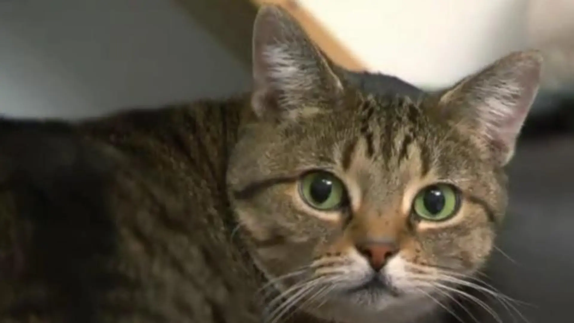 Katzentherapeutin - VOX - Kann Birga Dexel der extrem unsauberen Katze Luna helfen
