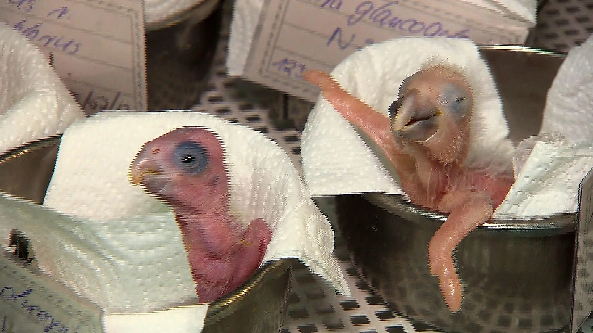 Tiergeschichten4 - Reinschmidt und Papageienzucht
