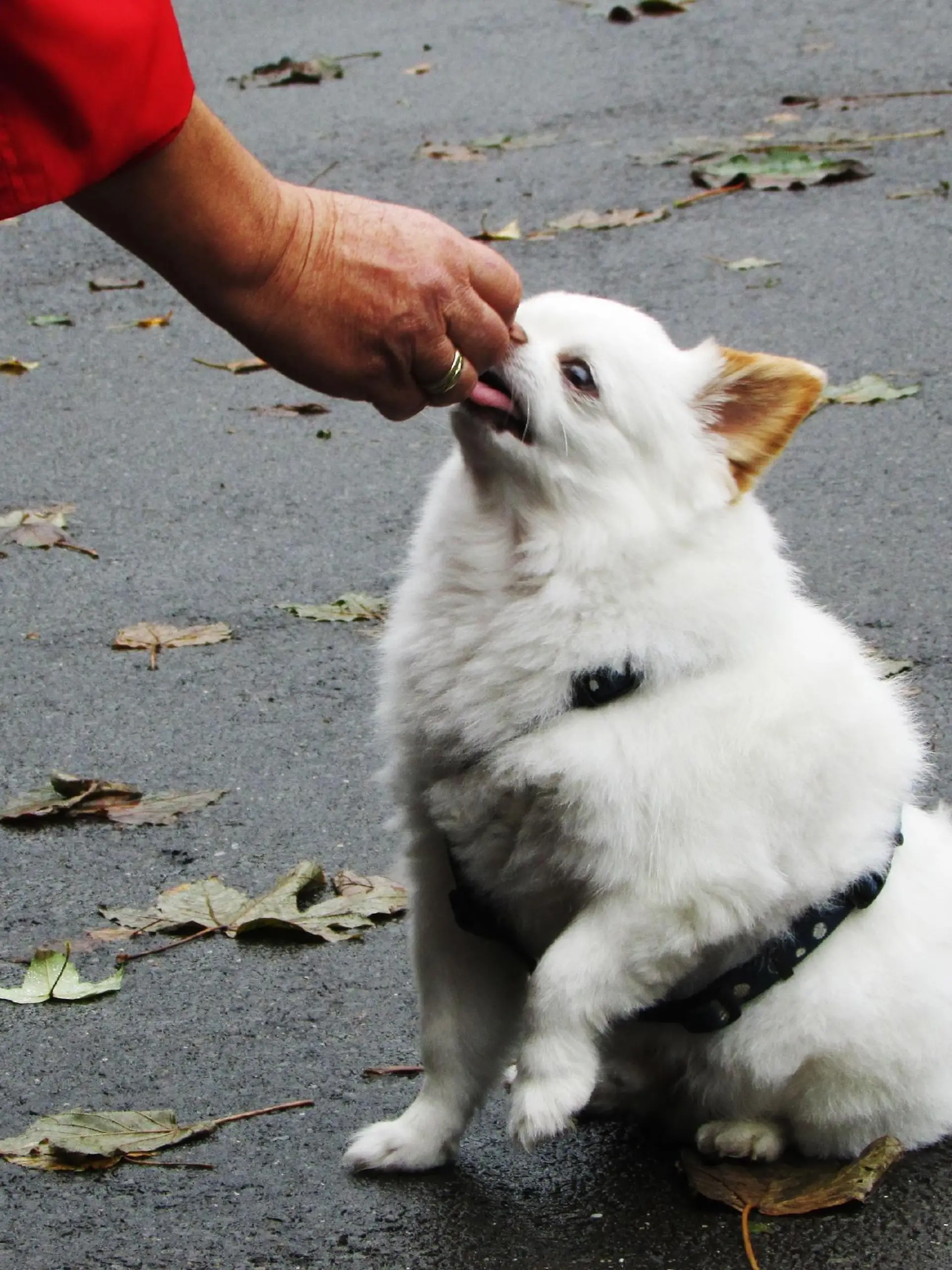 Die Anzahl der Leckerchen als Liebesbeweis werden immer mehr. Chihuahua 'Joel' ist viel zu dick und total verzogen.