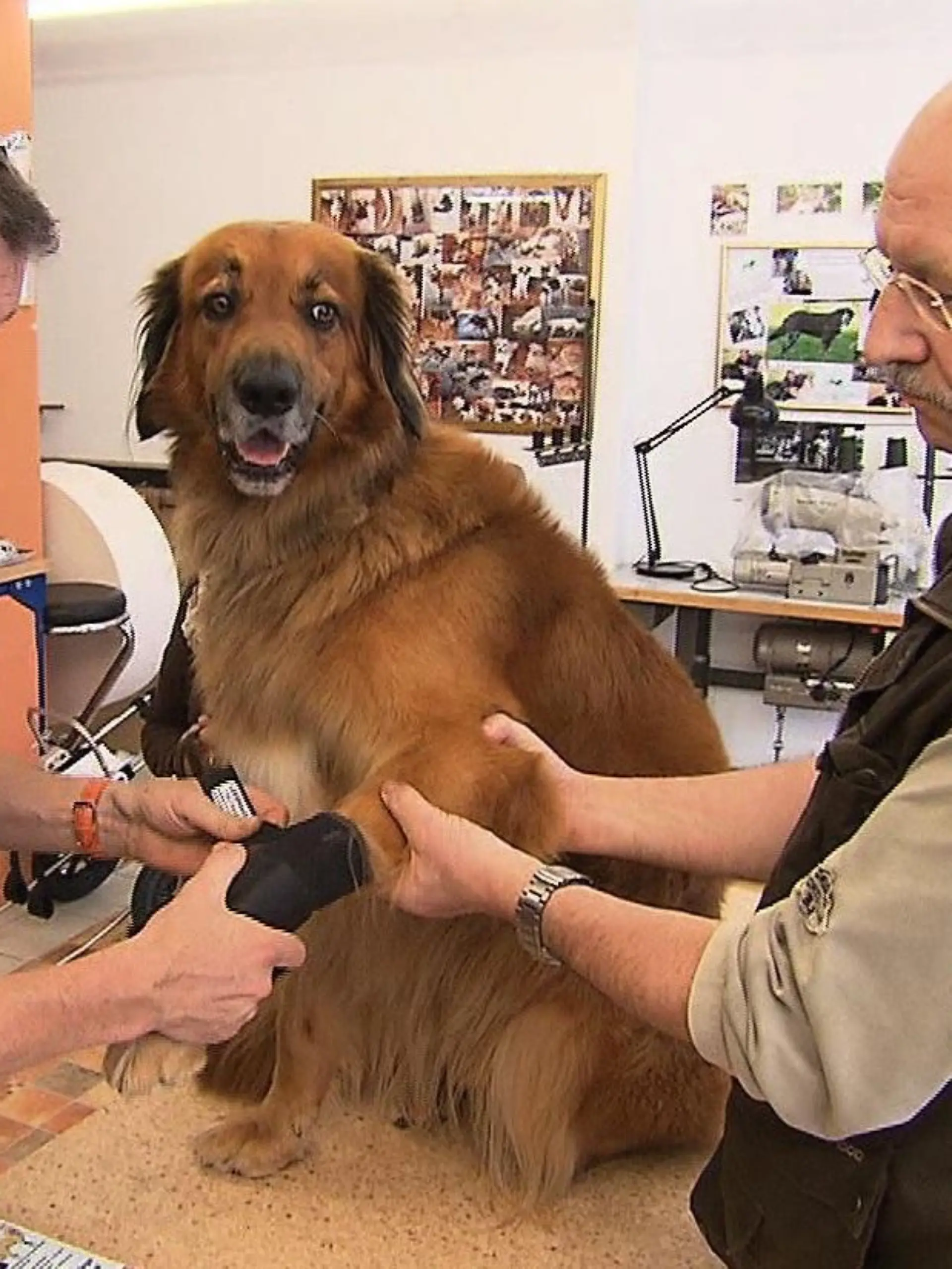 Sprechstunde2 - Dr. Wolf beim Tierorthopdie