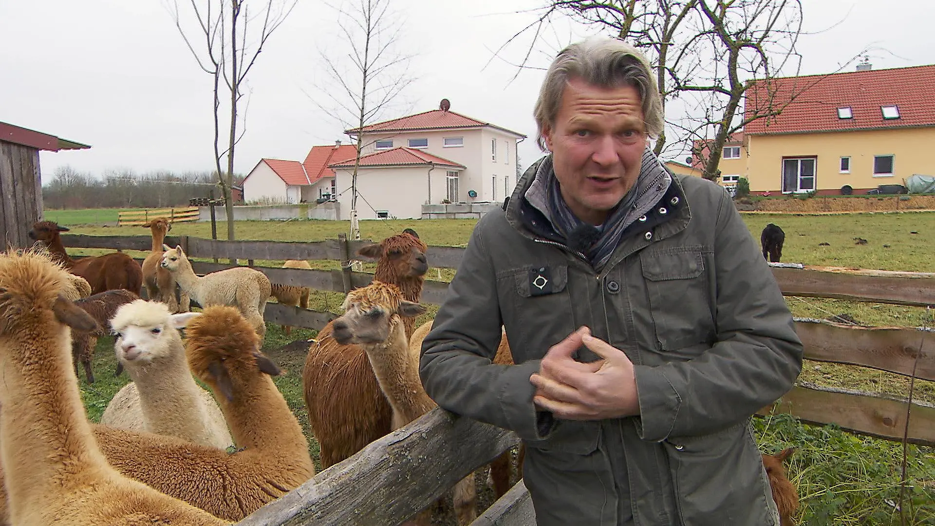 Frank mit Alpaka-Herde (002)