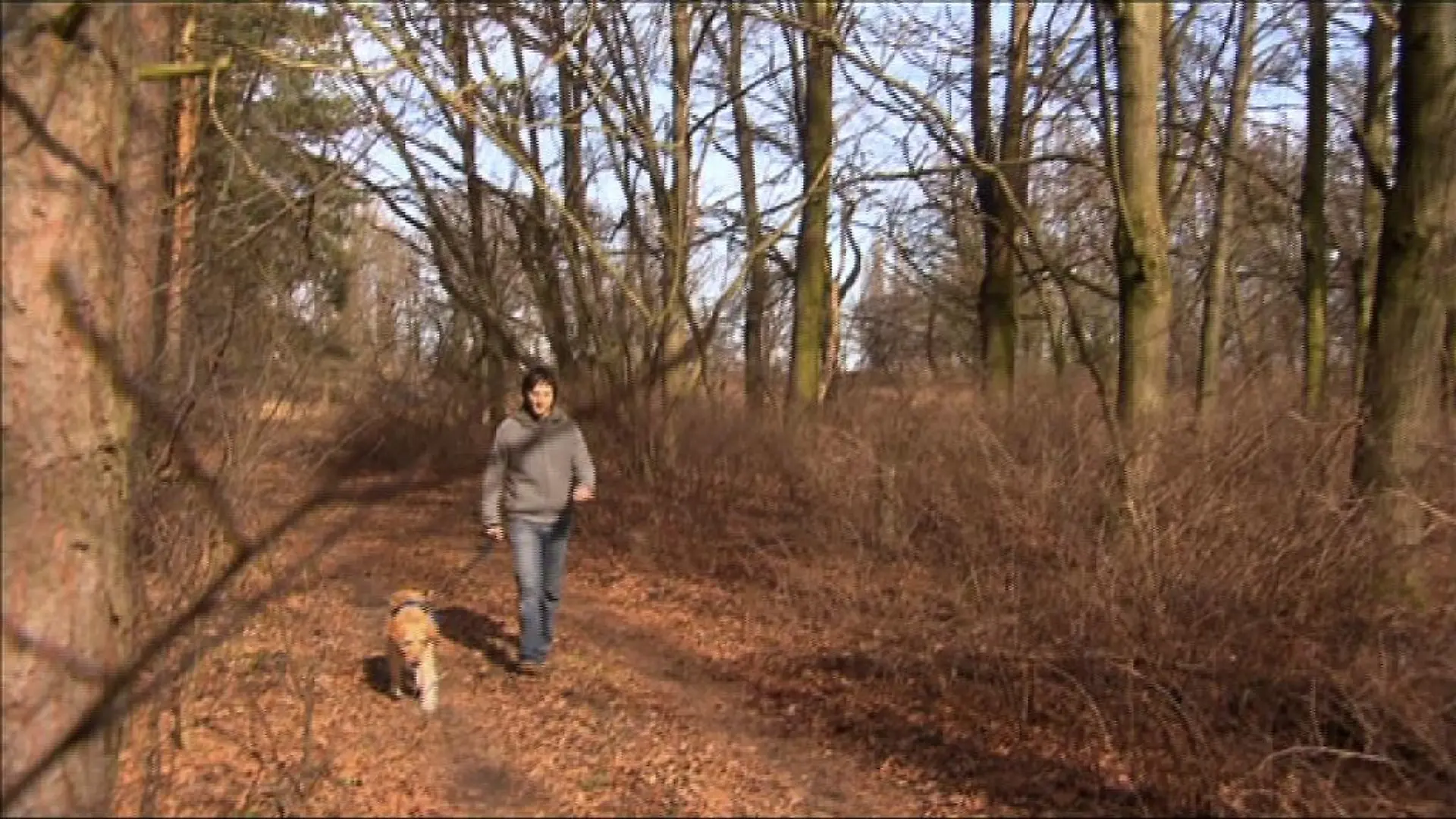 Hund an der Leine im Wald Totale