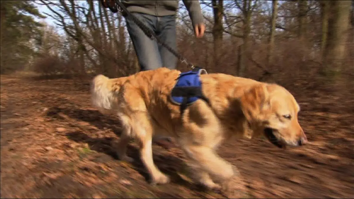 Hund an der Leine im Wald Close