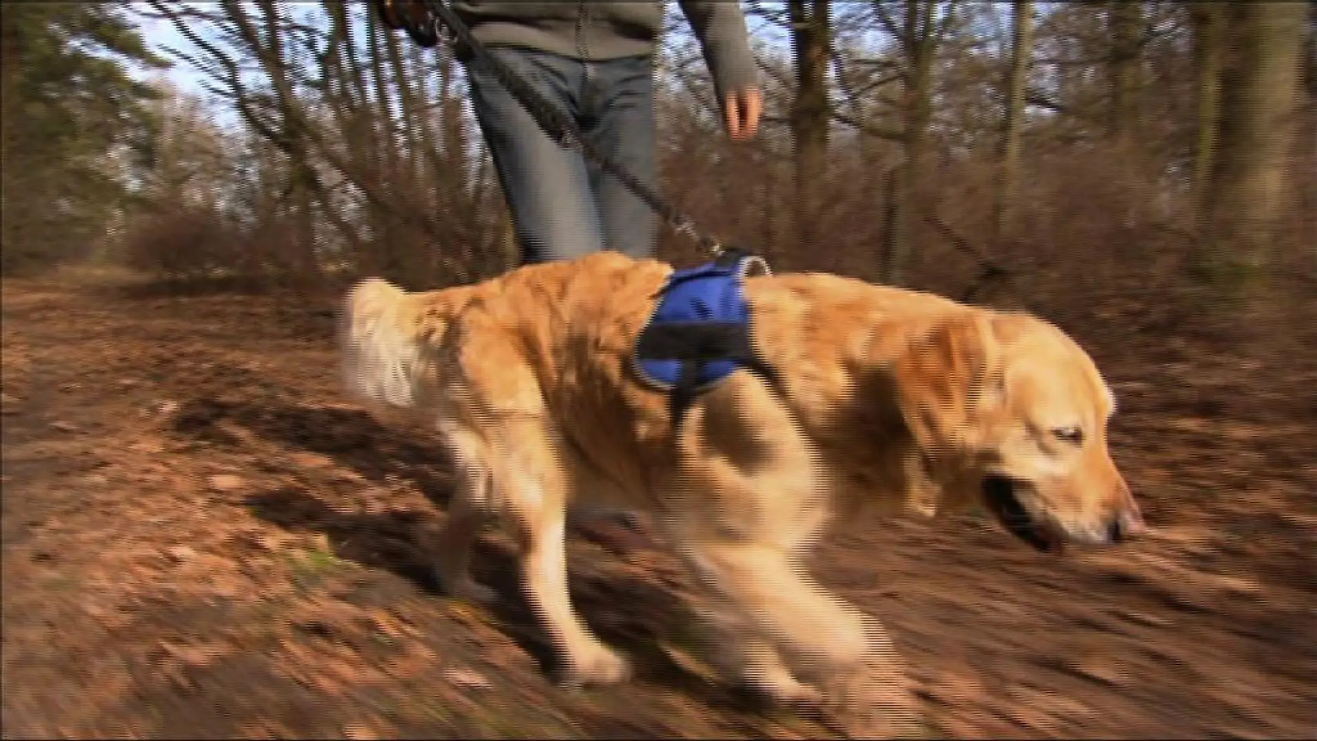 Hund an der Leine im Wald Close