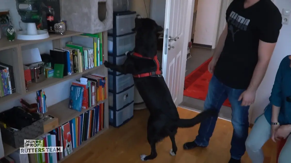 Der Hundeprofi -Rütters Team