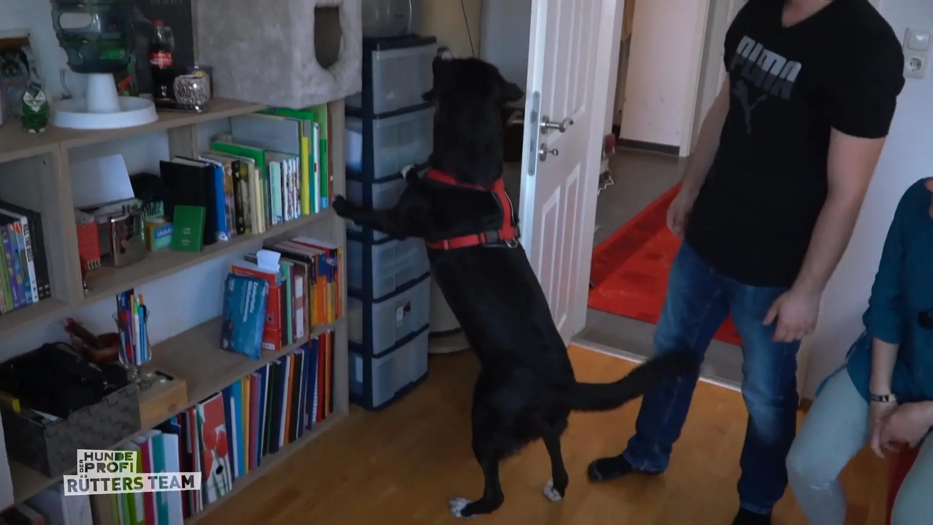 Der Hundeprofi -Rütters Team