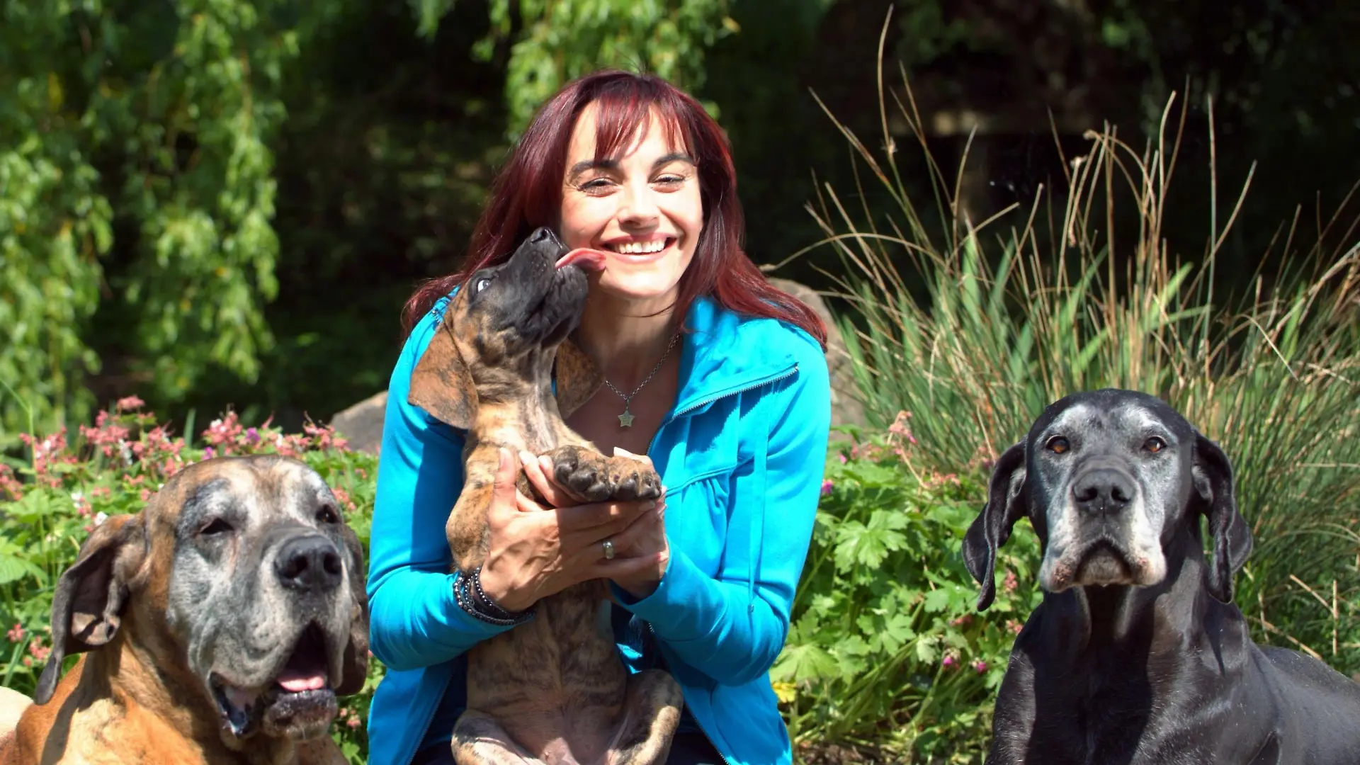 Diana Eichhorn mit zwei erwachsenen Deutschen Doggen und einem acht Wochen alten Doggen-Welpen