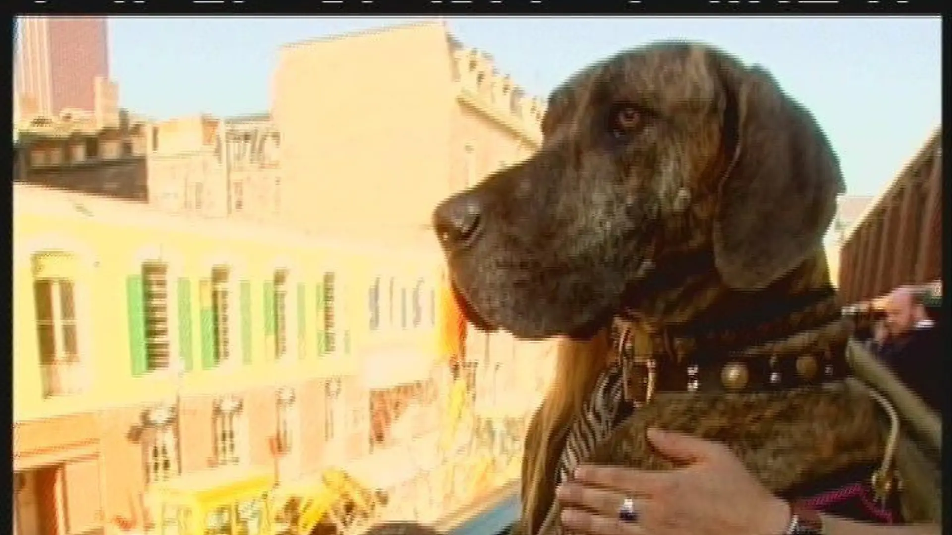 Deutsche Dogge 2