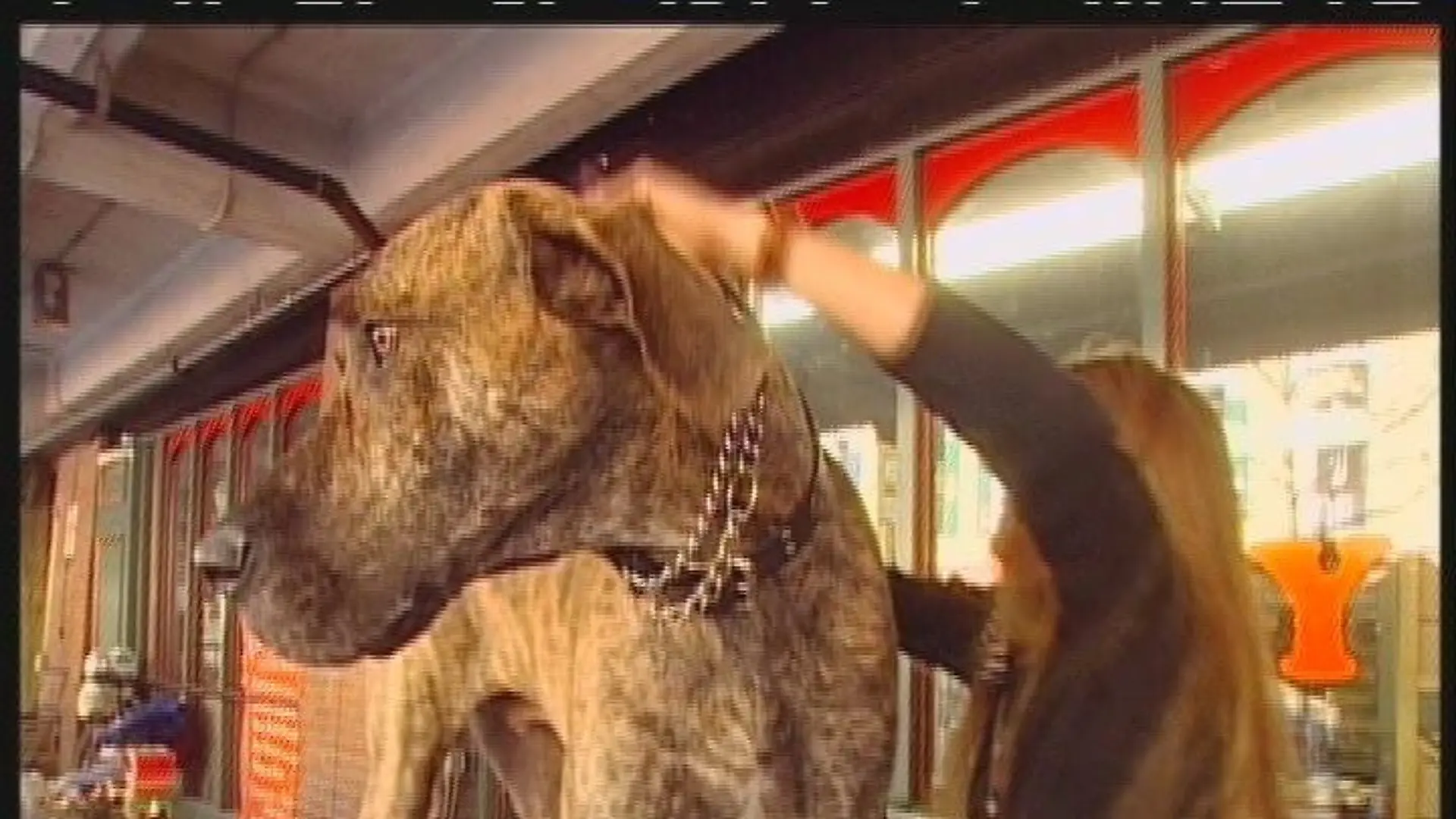 Deutsche Dogge 1