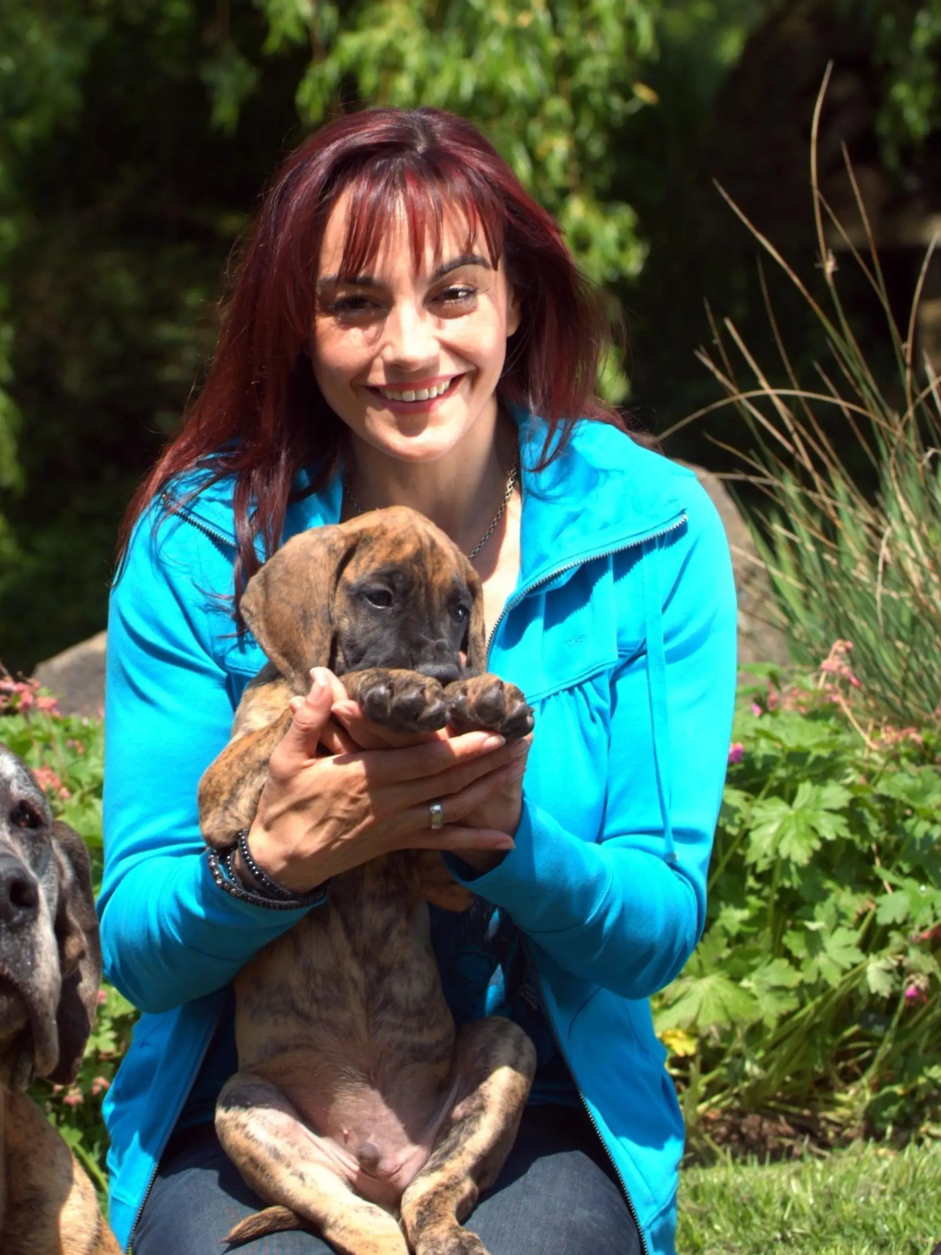 Diana Eichhorn mit zwei erwachsenen Deutschen Doggen und einem acht Wochen alten Doggen-Welpen