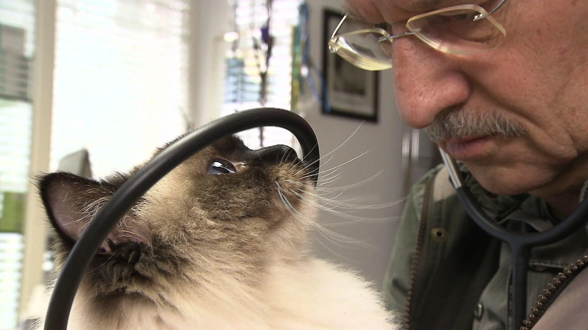 Sprechstunde - VOX - Dr. Wolf und Katze mit Asthma