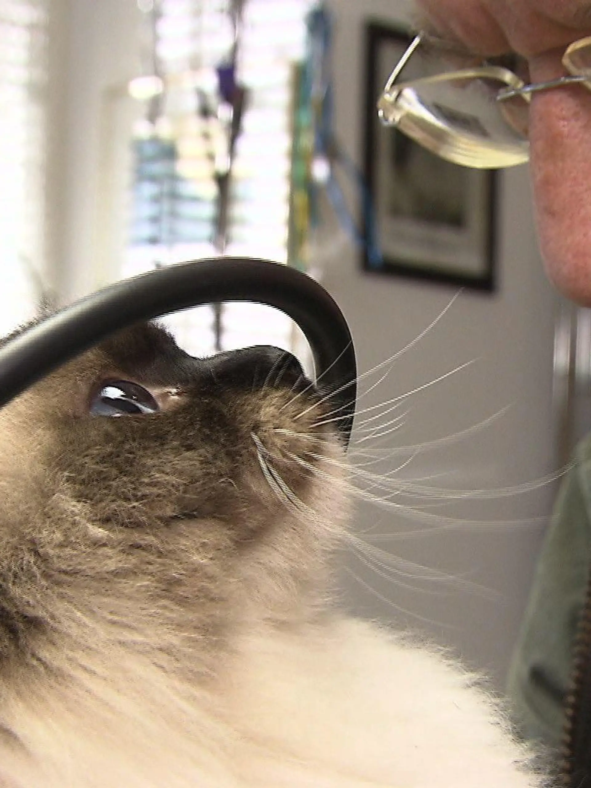 Sprechstunde - VOX - Dr. Wolf und Katze mit Asthma