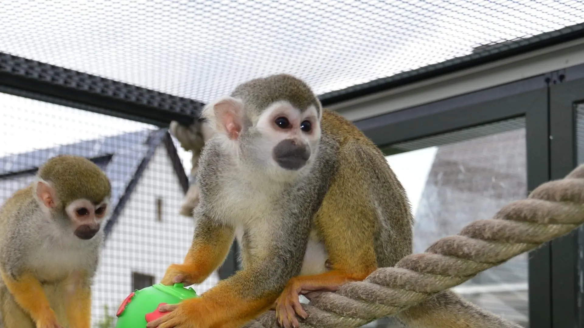 Tiergeschichten 2