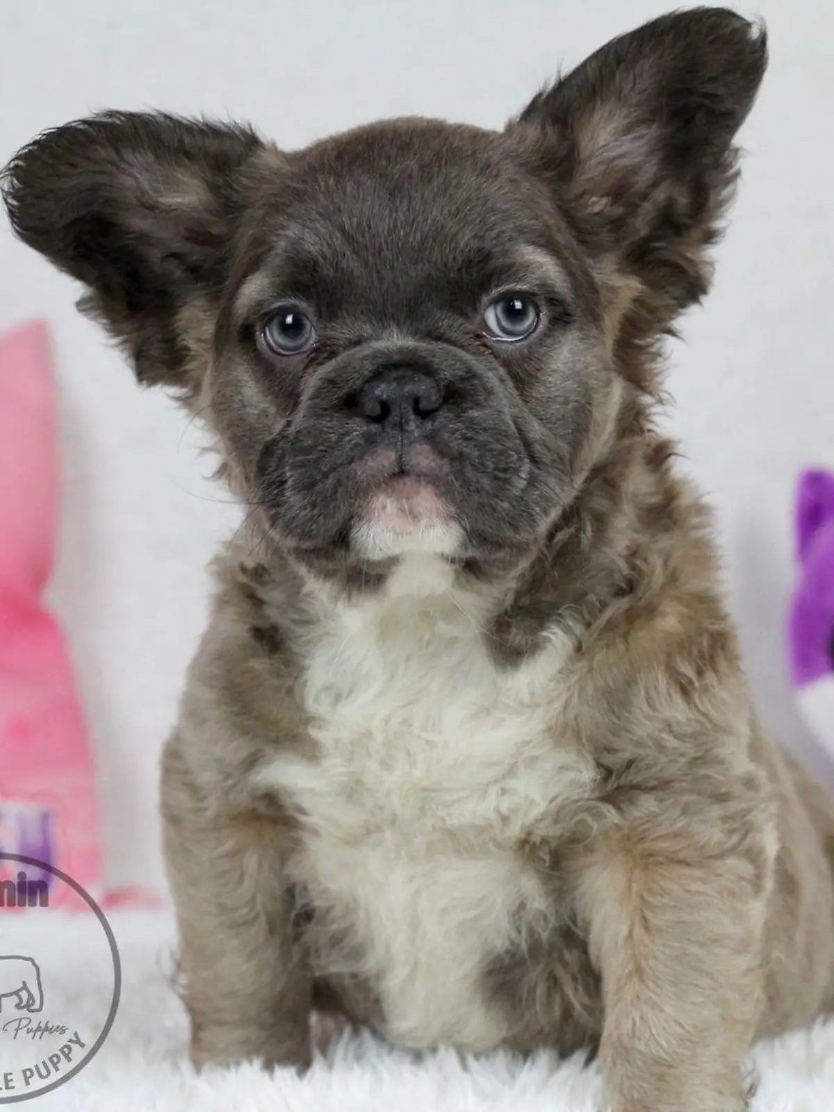 "Fluffy Frenchies" - Französische Bulldoge mit langem Fell guckt süß in die Kamera