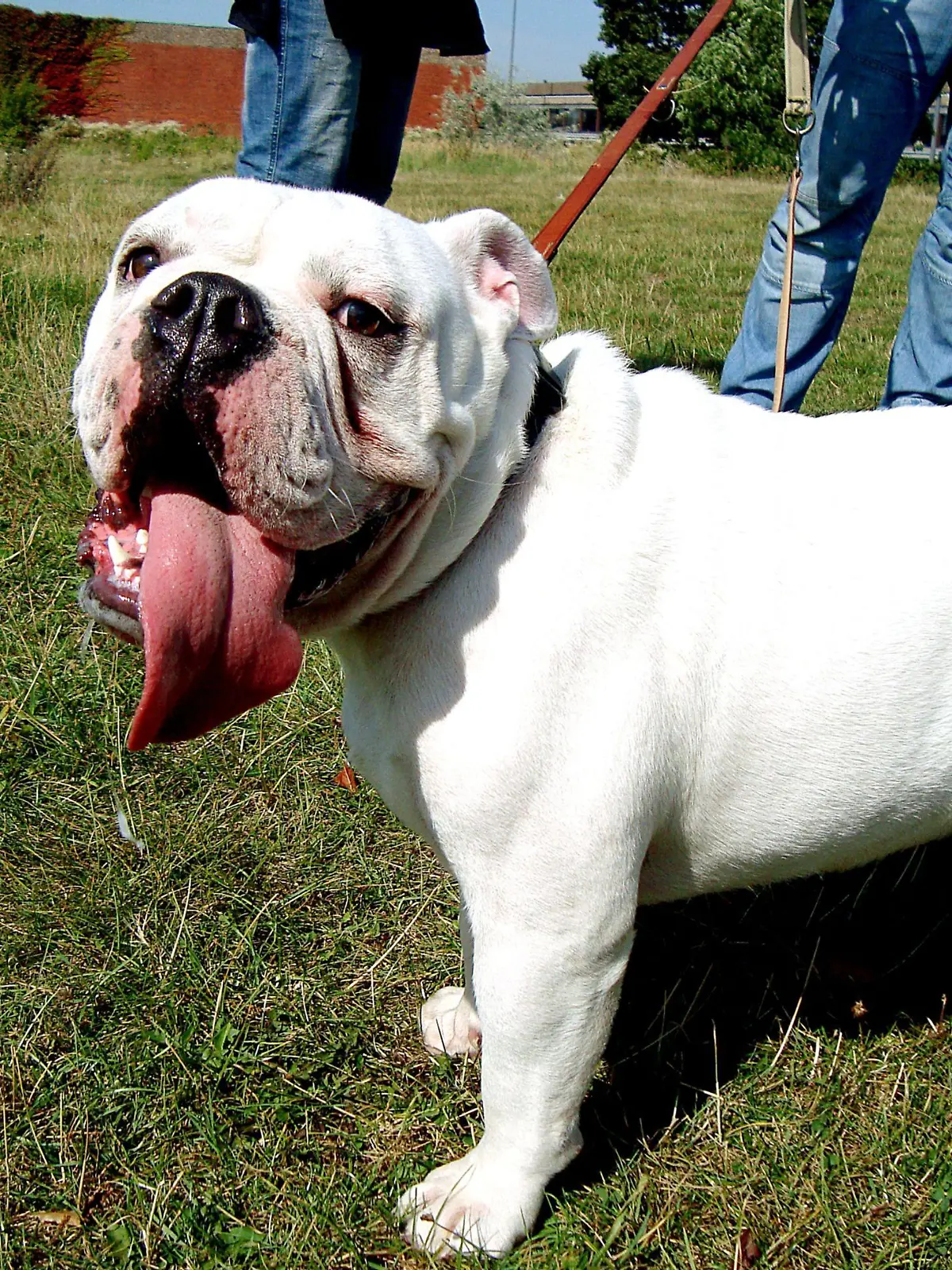 Englische Bulldogge Kurt