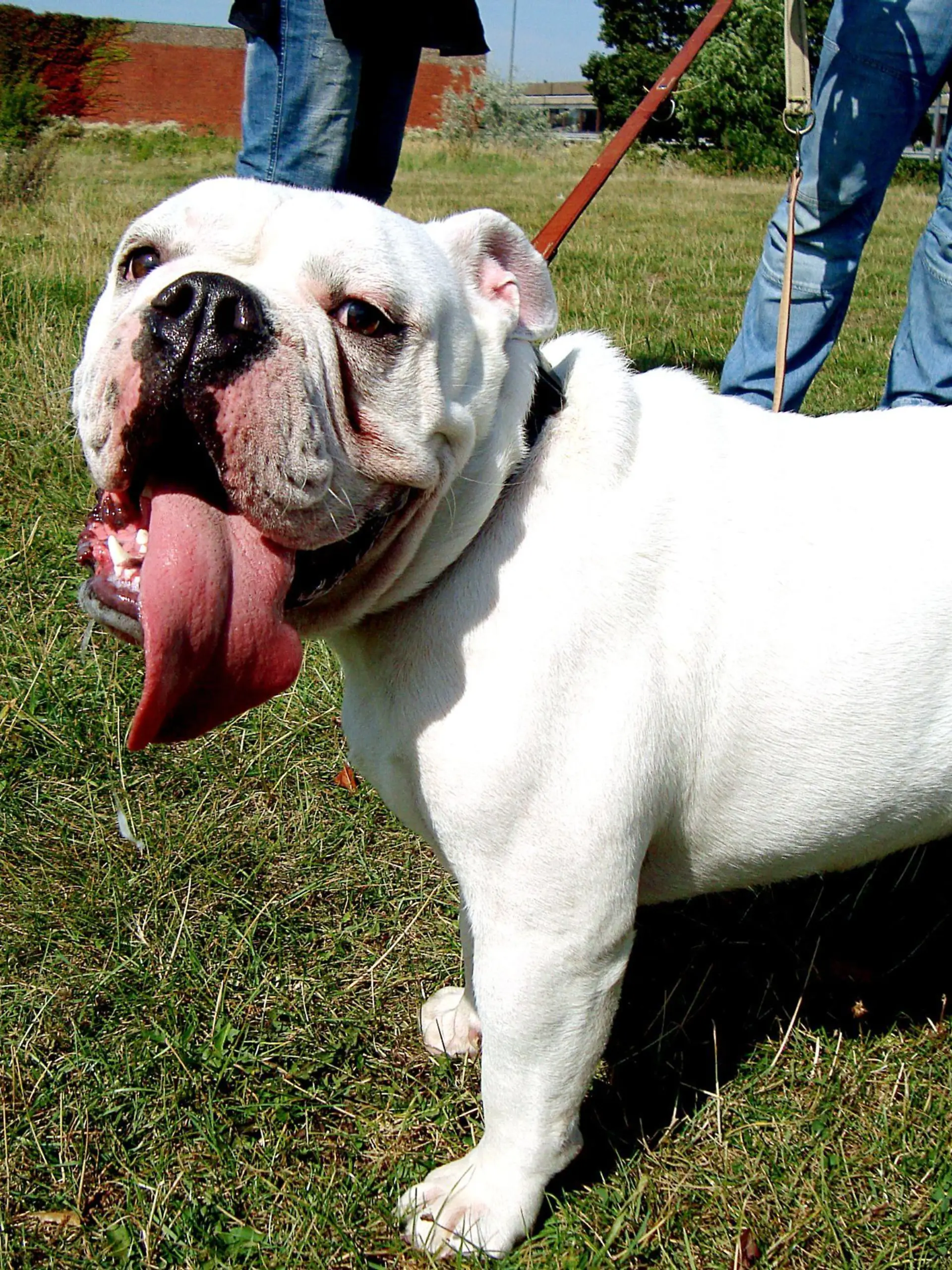 Englische Bulldogge Kurt