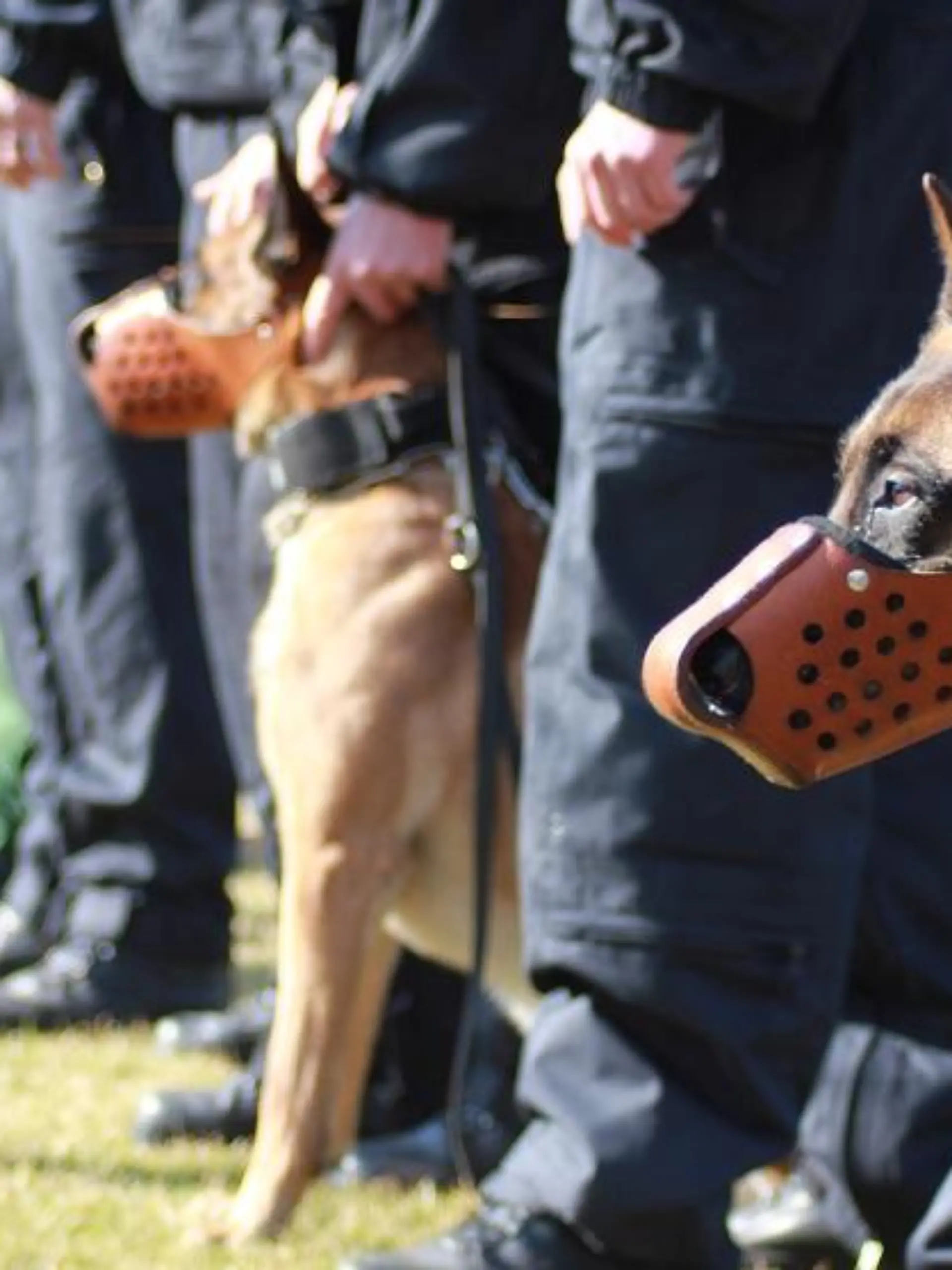 Tiergeschichten1 - VOX-DOCMA TV-BUNDESPOLIZEI - Die Bundespolizei Berlin beim Training