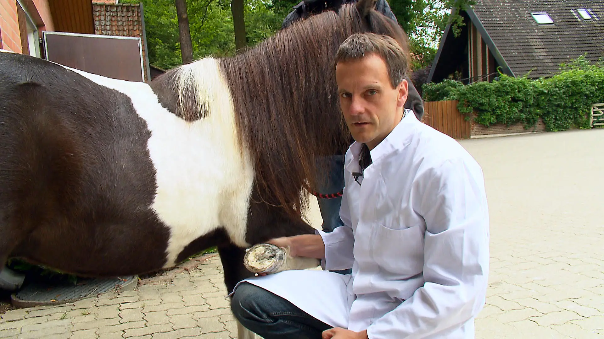 Tierklinik Lollipop VOX Dr. Allmers untersucht Lollipop auf Schmerzempfindlichkeit an den Hufen