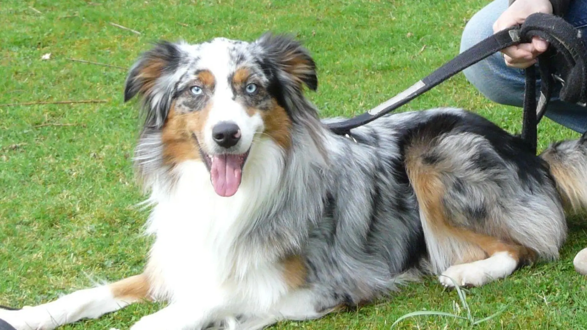 Sobald Australian Shepard Smartie andere Hunde sieht, wird er aggressiv. Schafft es Hundeprofi Martin Rütter, dass Smartie seine Aggressionen ablegt?
